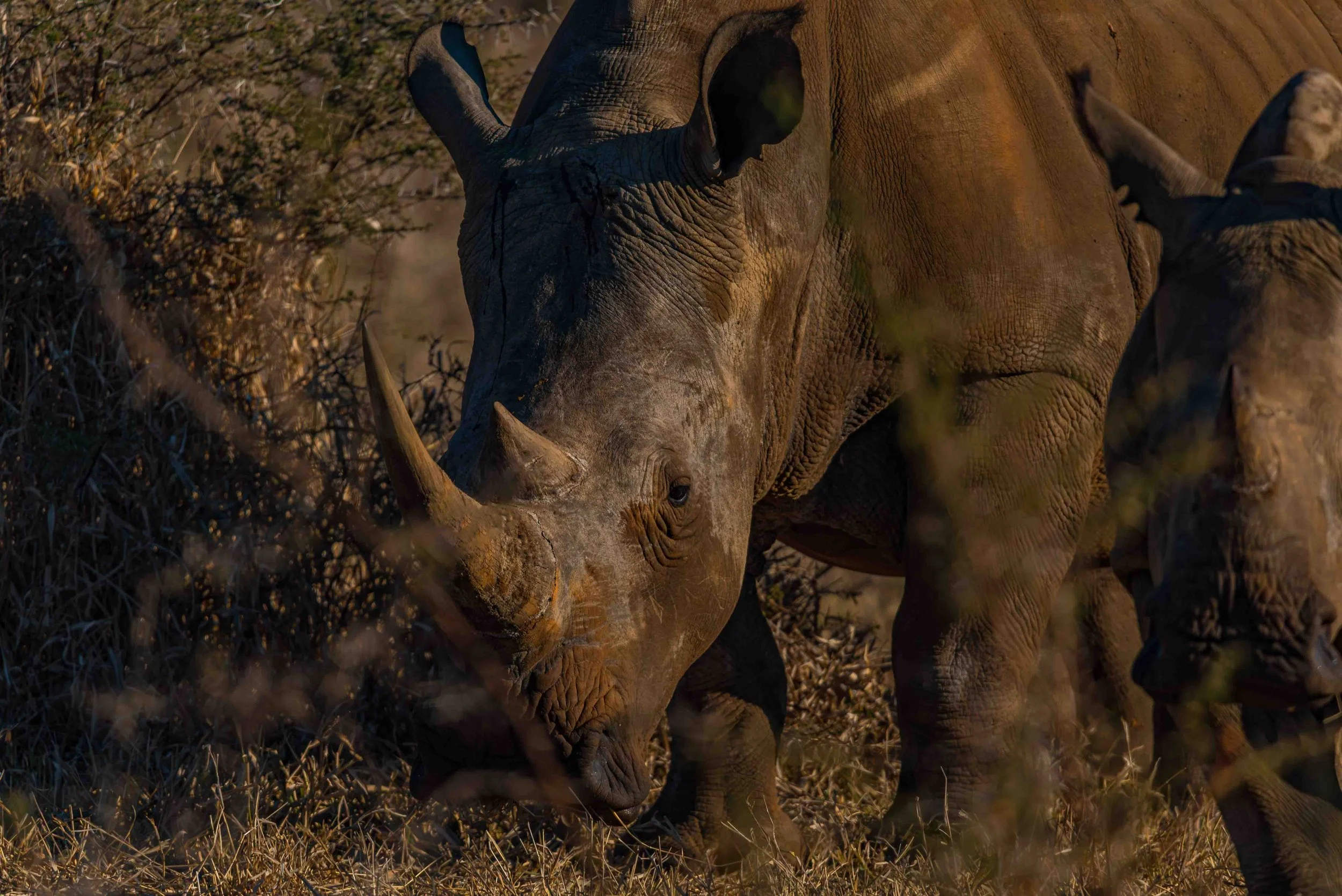 Rhinoceroses