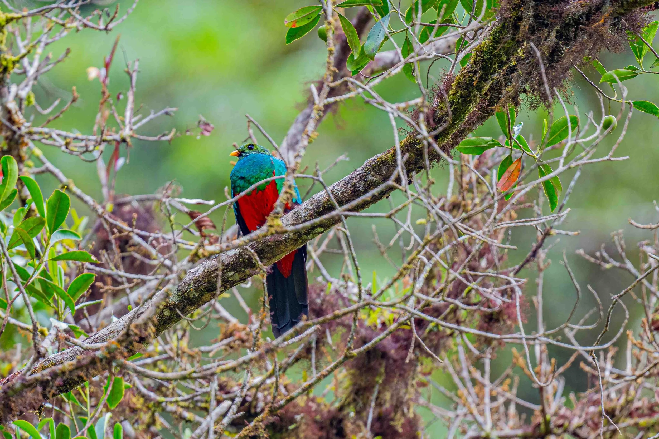 Golden-headed Quetzal
Manu National Park, Peru - 2026