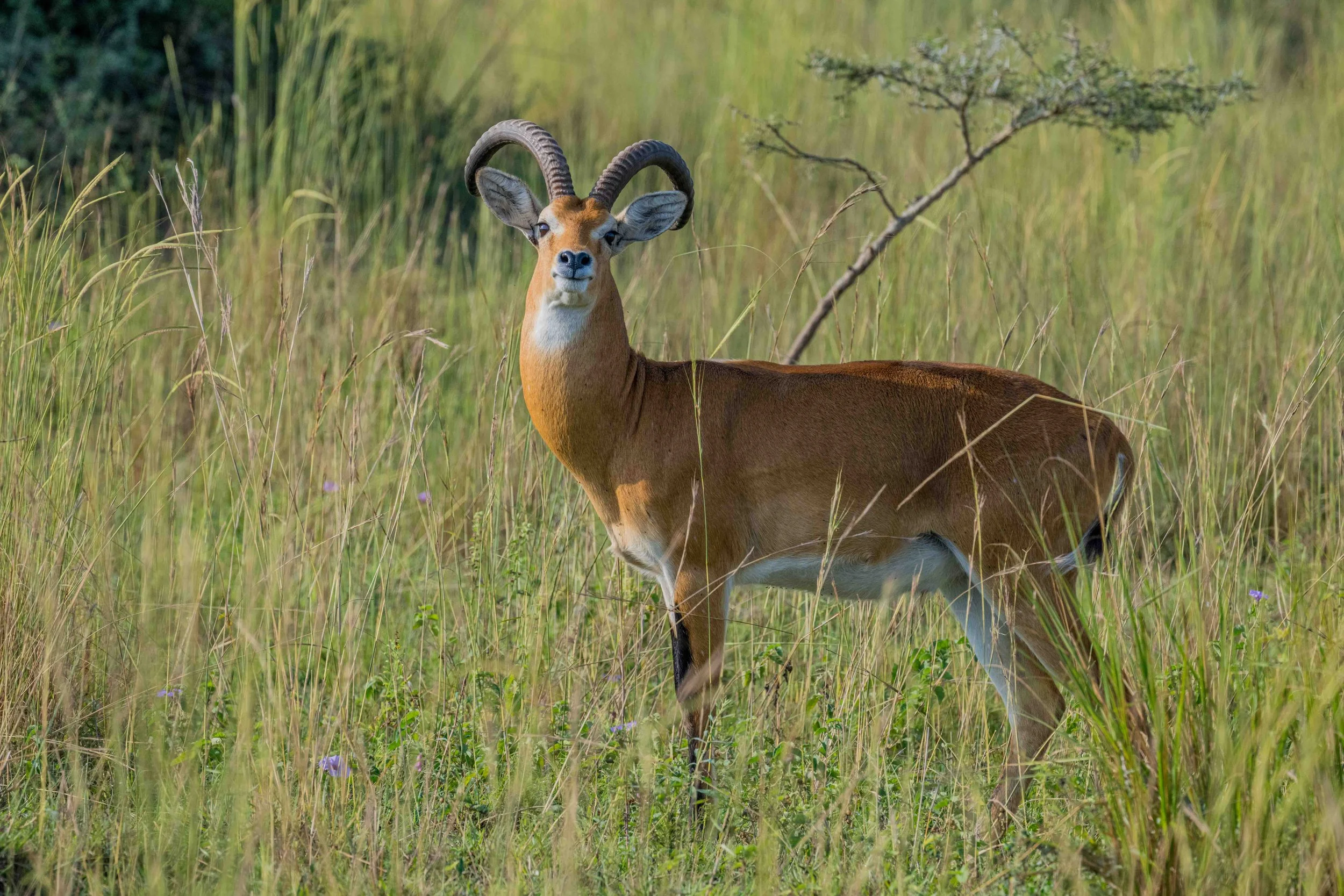Ugandan Kob - Murchison Falls National Park, Uganda