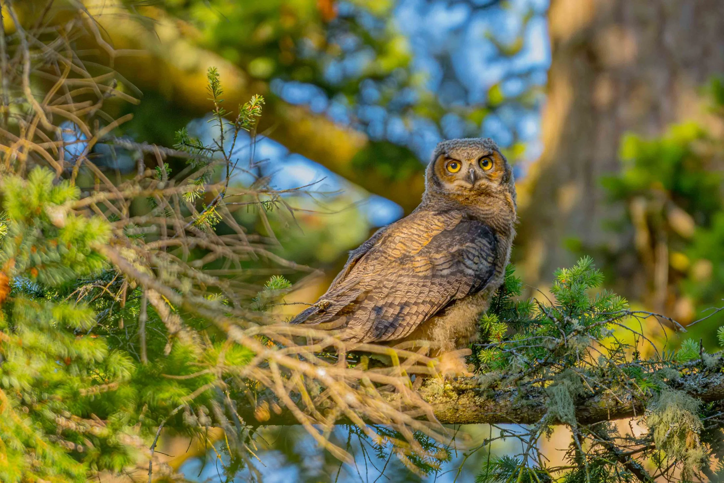 Great Horned Owl
Kukulati Preserve State Park, Washington - 2026