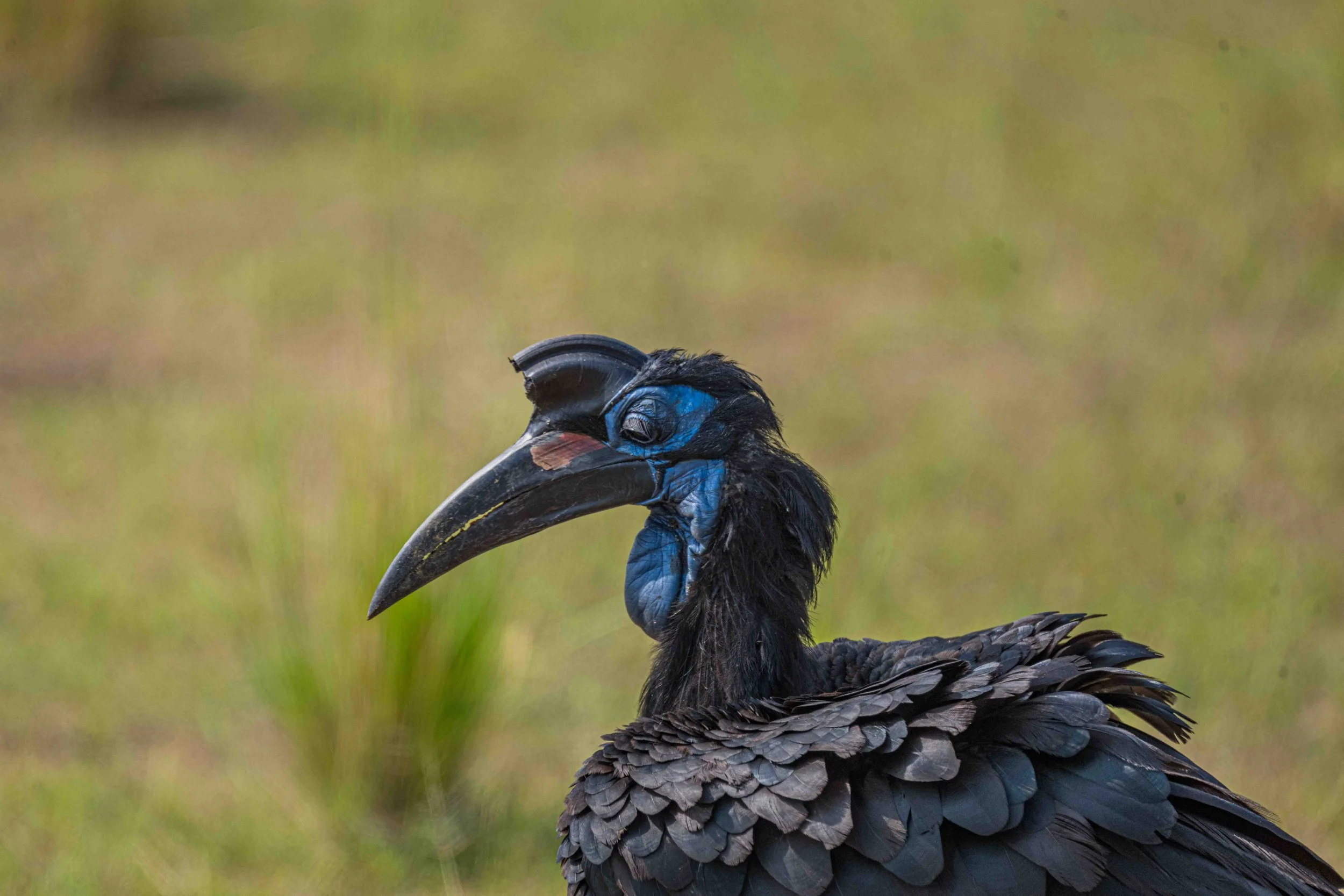 Abyssinian Ground Hornbill - Murchison Falls National Park, Uganda