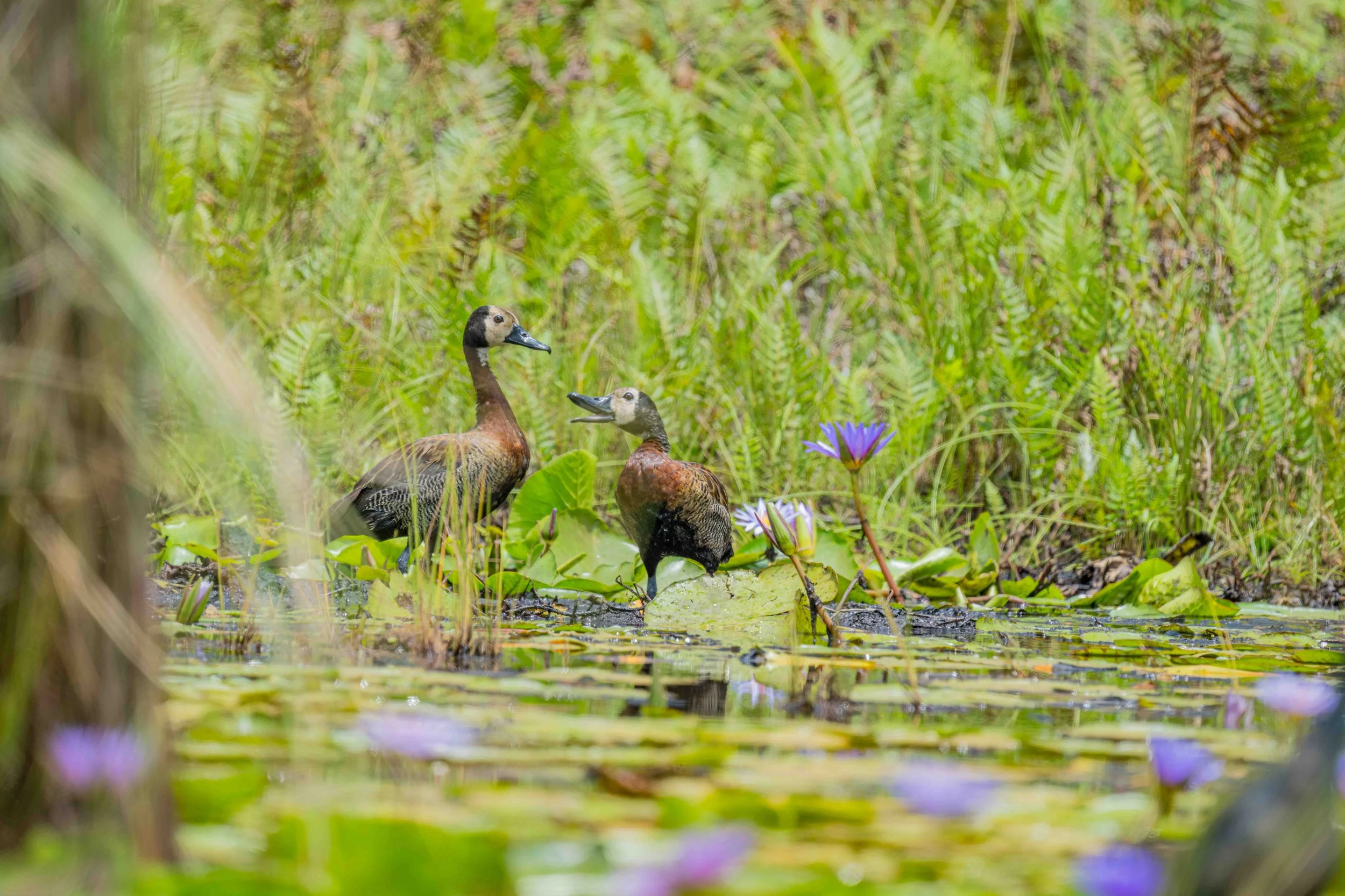 White-faced whistling duck - Mabamba Bay Wetland, Uganda