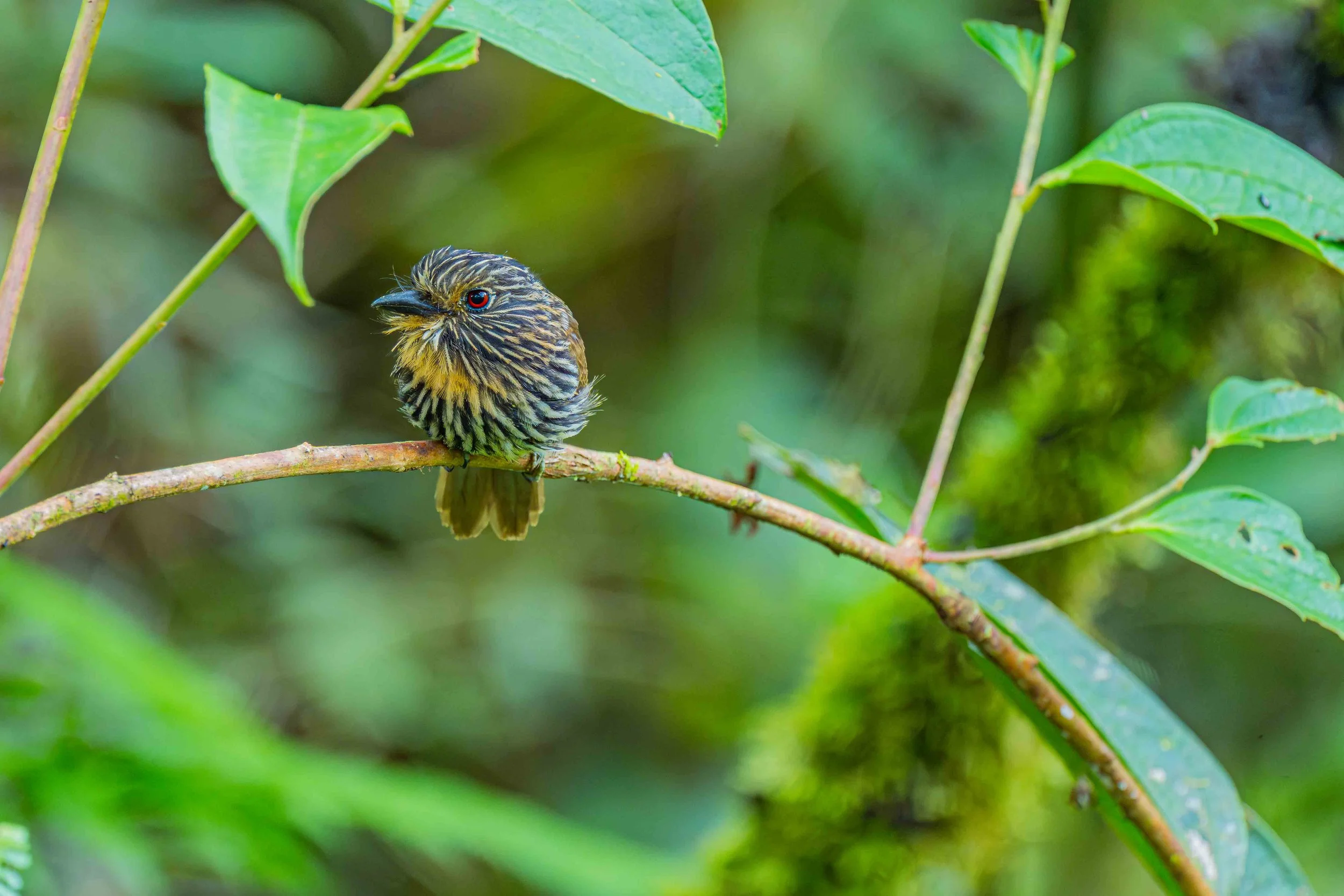 Black-streaked Puffbird
Manu National Park, Peru - 2026