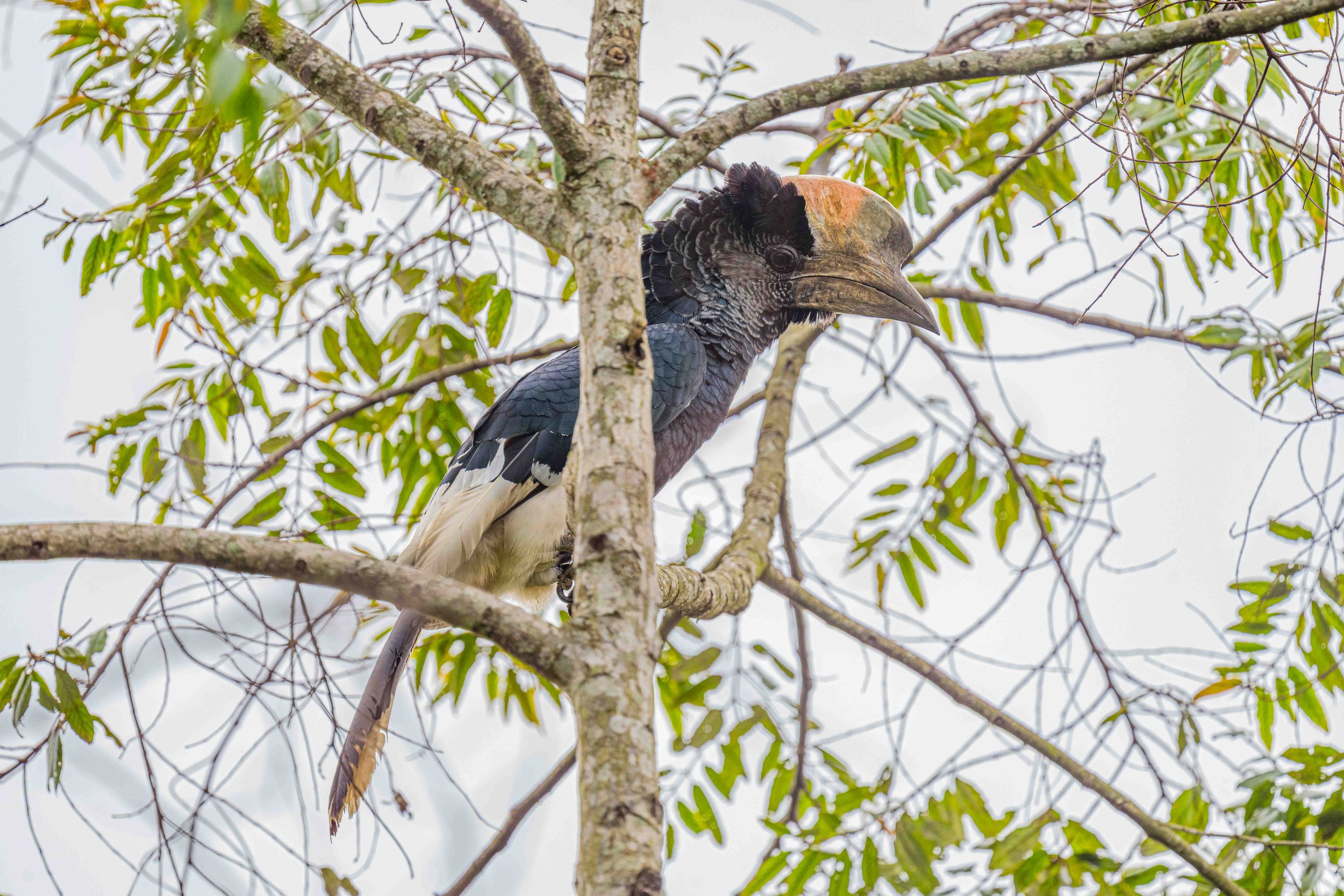 Black-and-white-casqued Hornbill - Bigodi Wetland Sanctuary, Uganda