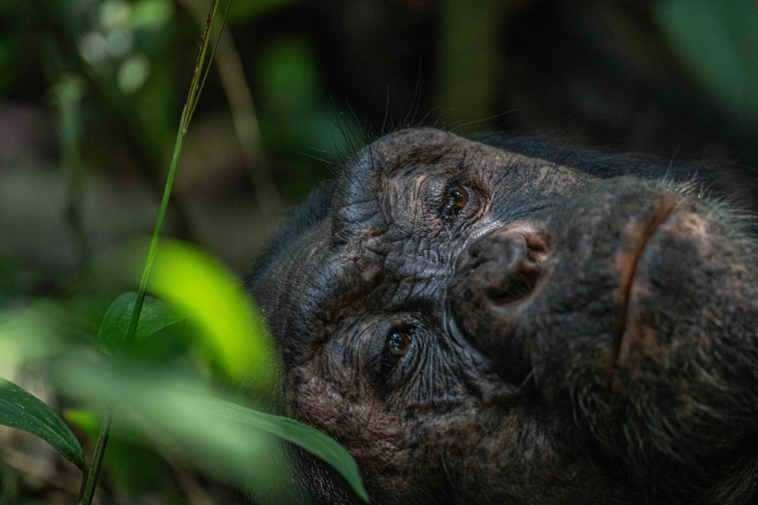 Eastern Chimpanzee, Kibale NP, Uganda