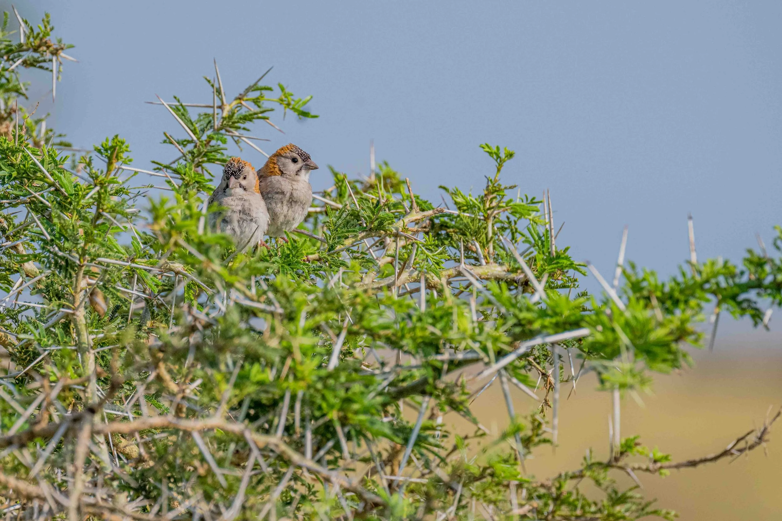 Speckle-fronted Weaver - Murchison Falls National Park, Uganda