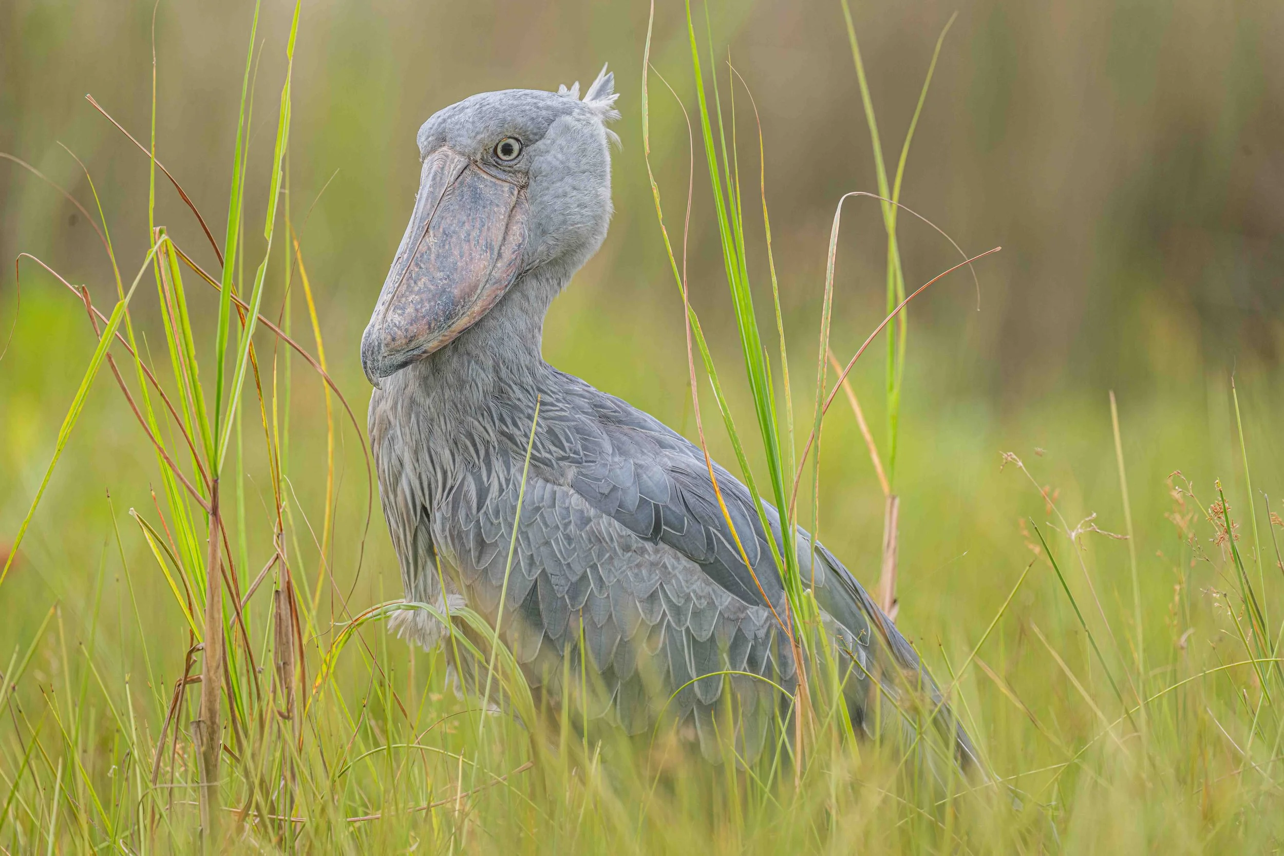 Shoebill Stork - Mabamba Bay Wetland, Uganda