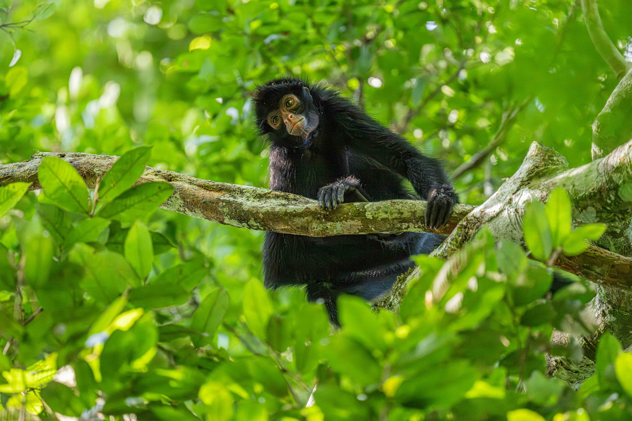 Black-faced Black Spider Monkey
Los Amigos Conservation Area, Amazon, Peru - 2026