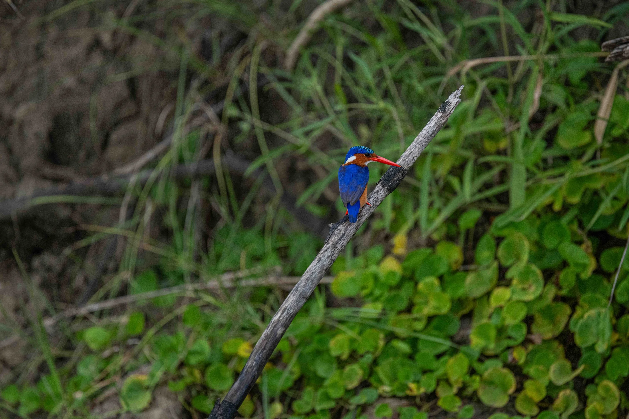 Malachite Kingfisher - Murchison Falls National Park, Uganda