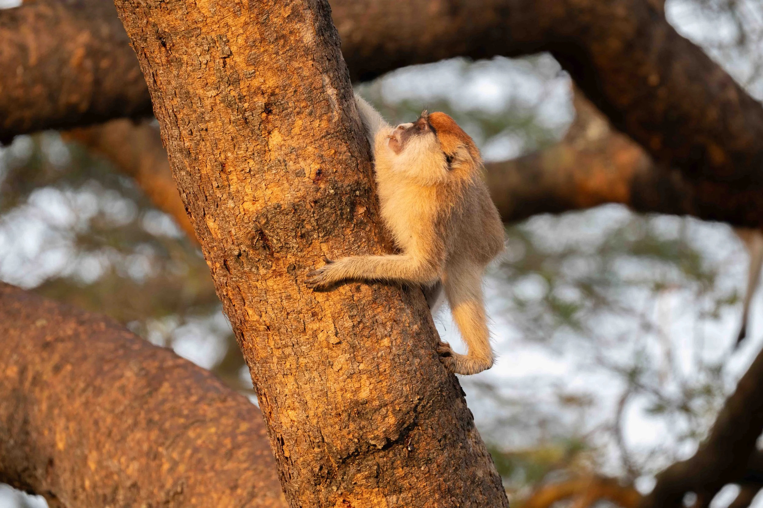 Patas Monkey, Murchinson Falls NP, Uganda