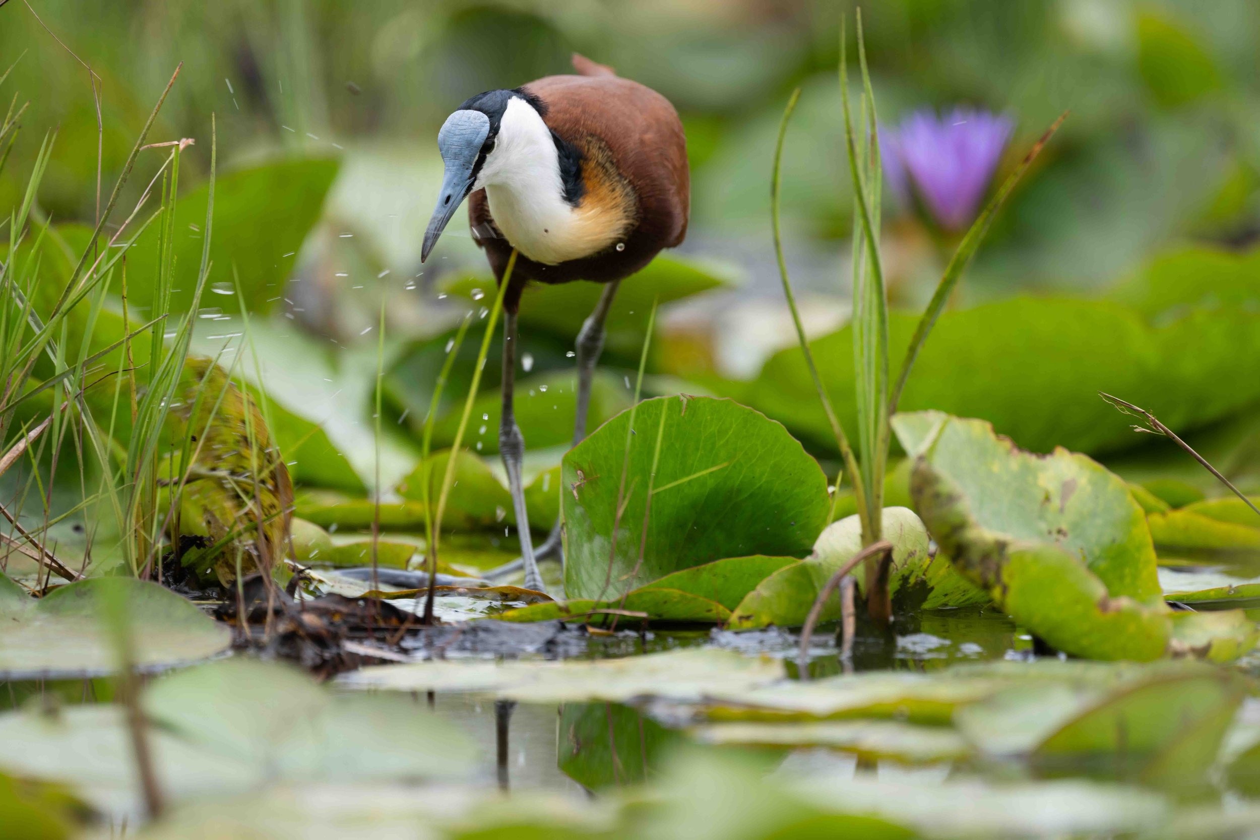 African Jacana - Mabamba Bay Wetland, Uganda