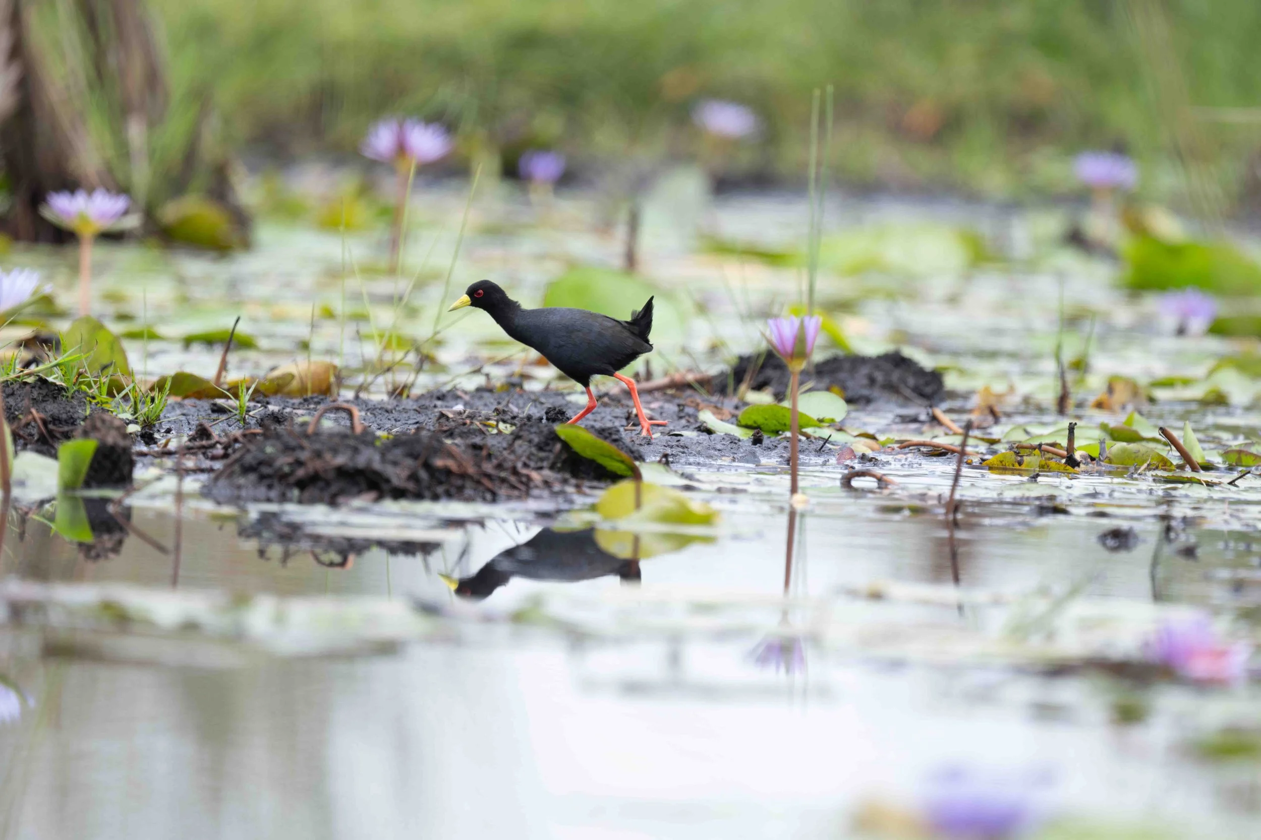 Black Crake - Mabamba Bay Wetland, Uganda