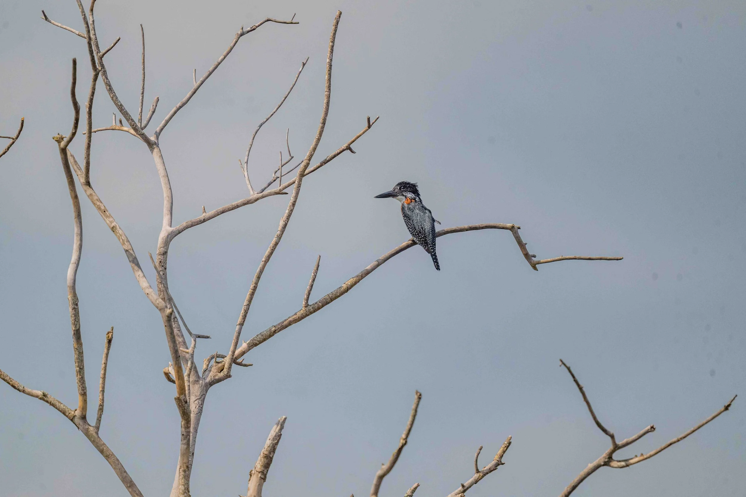 Giant Kingfisher - Murchison Falls National Park, Uganda