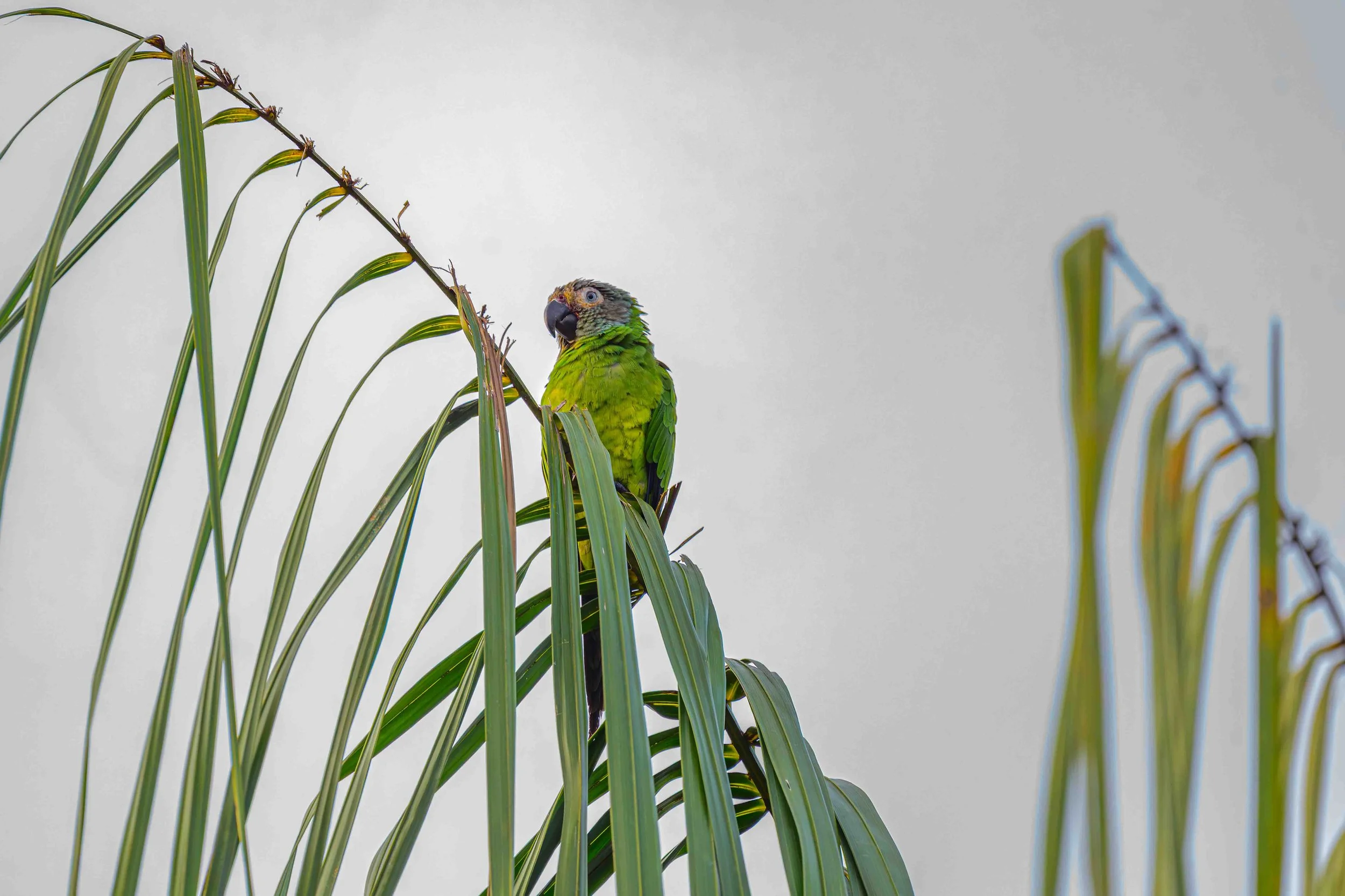 Dusky-headed Parakeet
Manu National Park, Peru - 2026