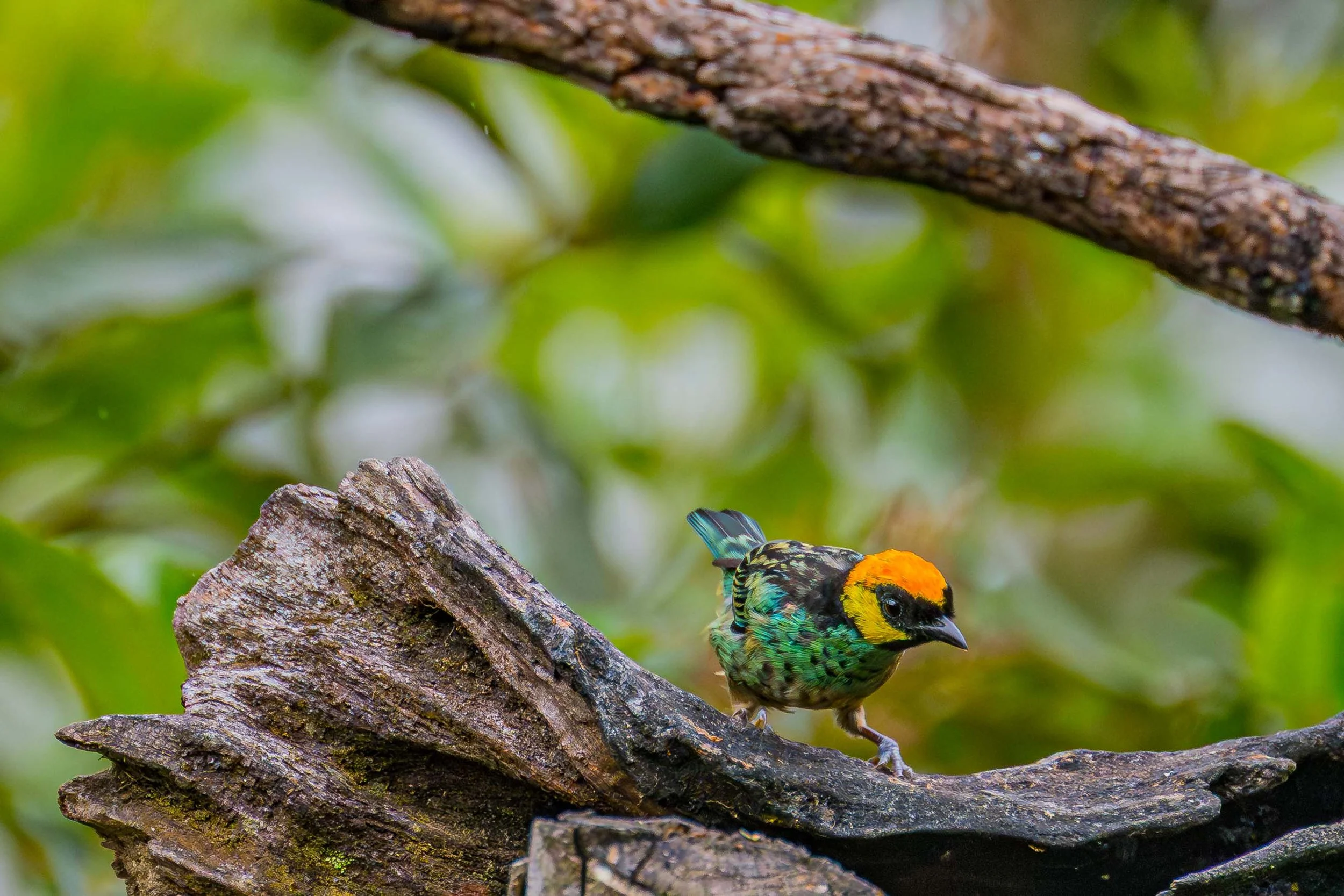 Saffron-crowned Tanager
Manu National Park, Peru - 2026