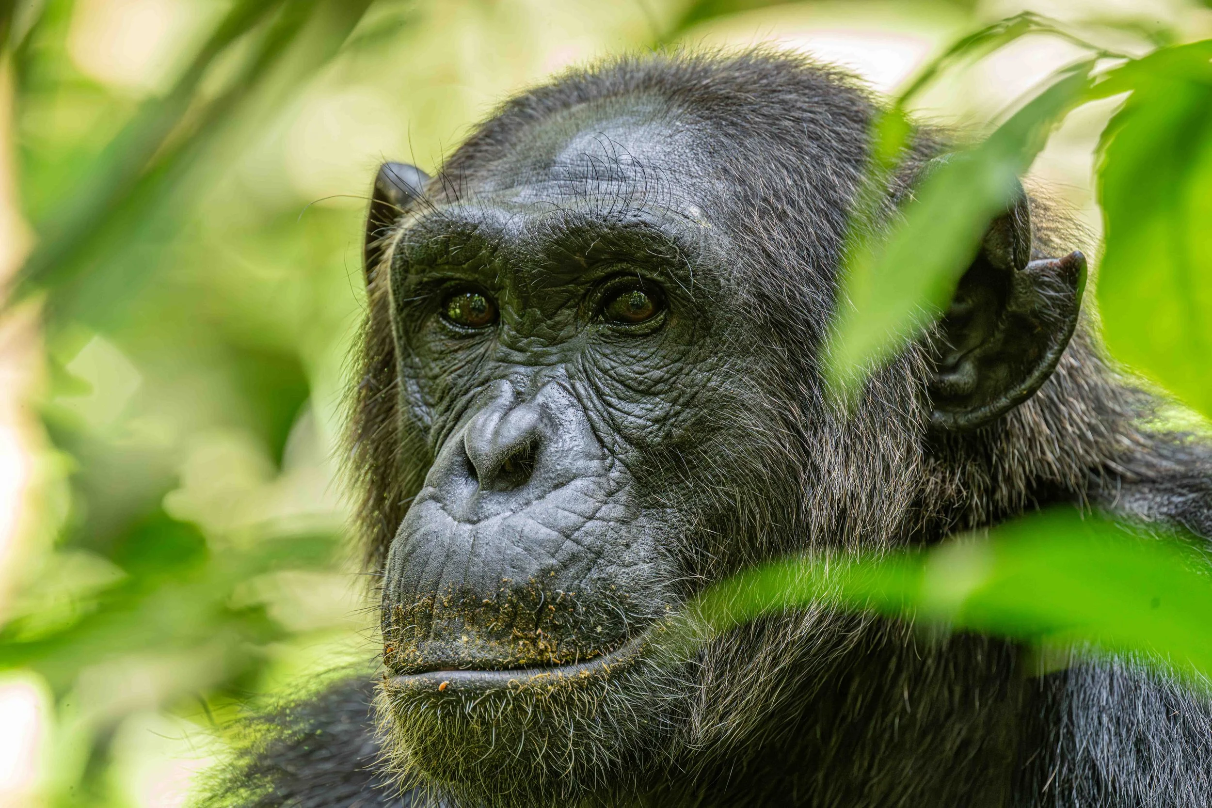 Eastern Chimpanzee, Kibale NP, Uganda