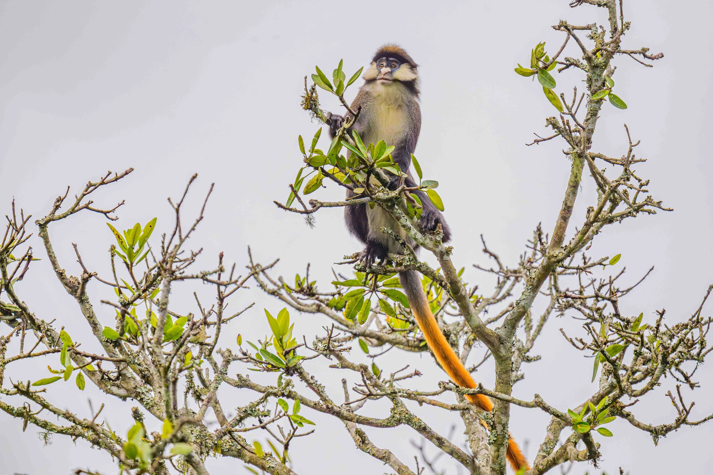 Schmidt's red-tailed monkey, Bigodi Wetland Sanctuary, Uganda