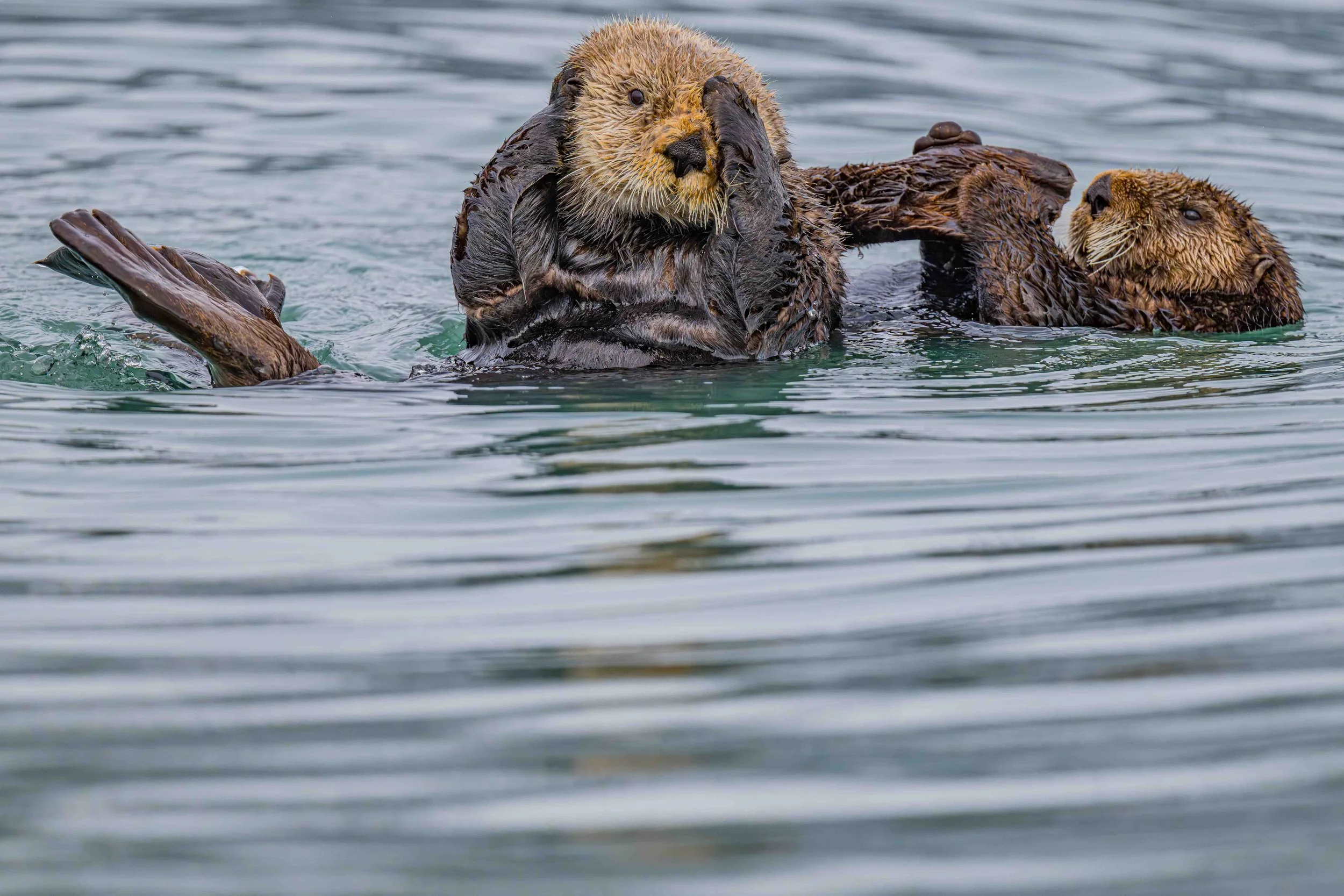 Otters-DSC_5135-Enhanced-NR.jpg