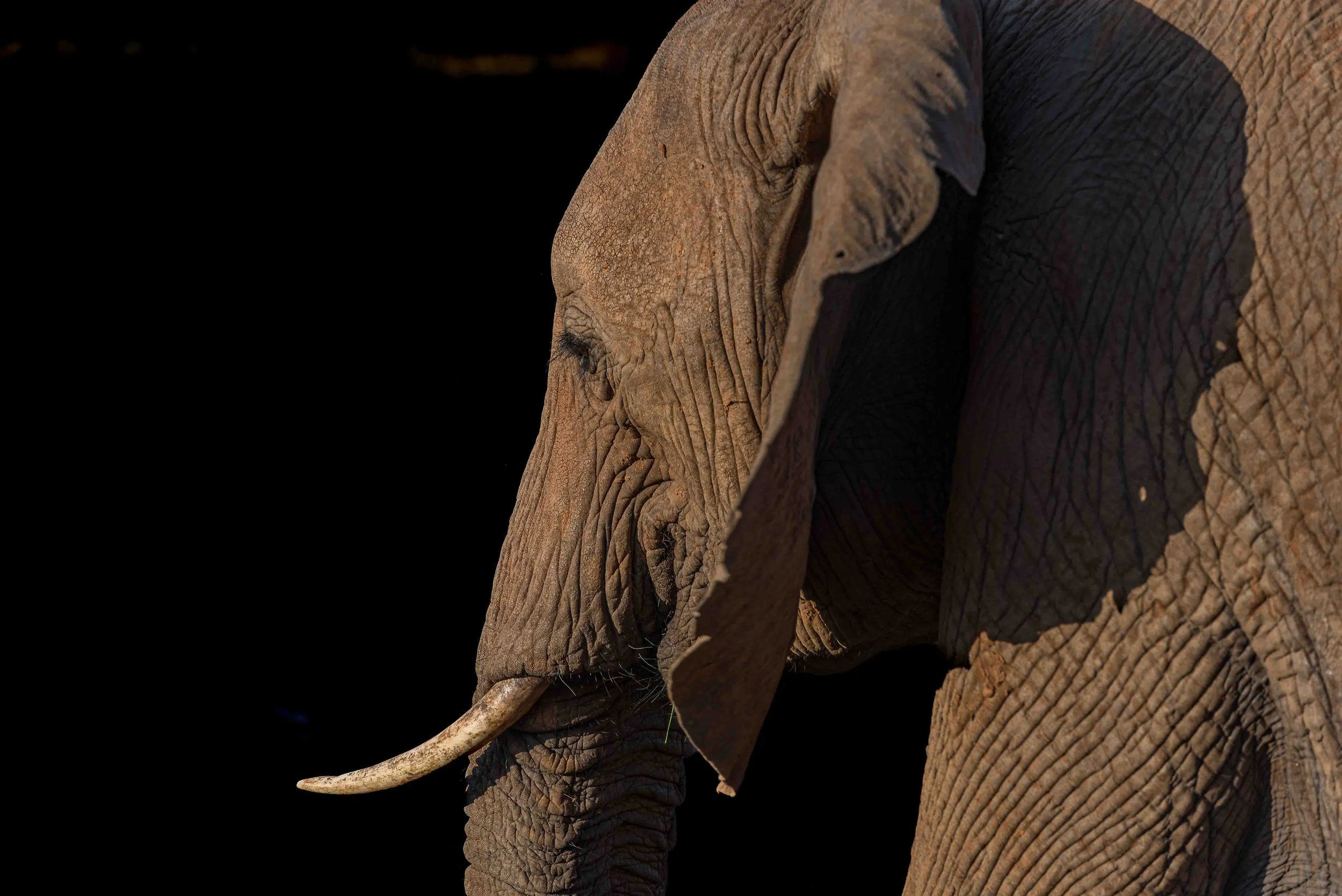 Elephant in Shadow
Samburu National Reserve, Kenya - 2016
