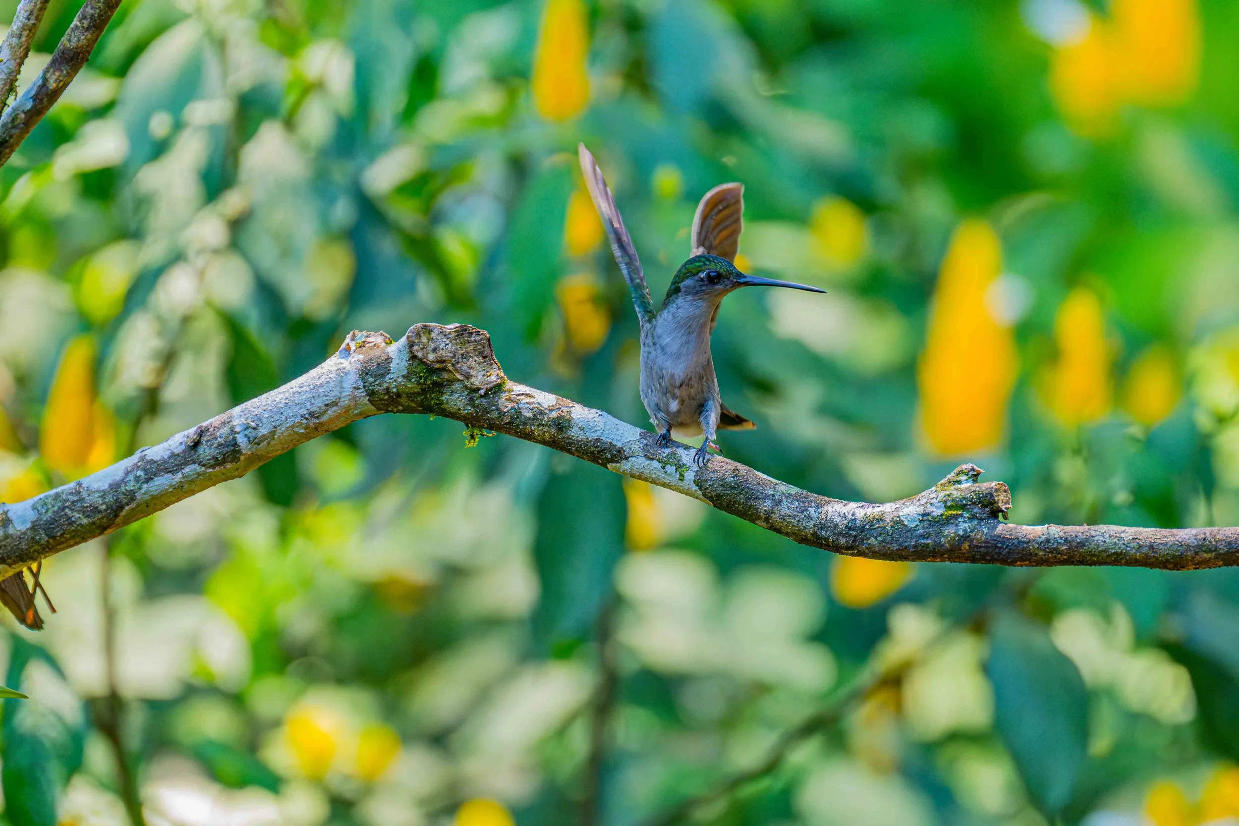 Gray-breasted Sabrewing
Manu National Park, Peru - 2026