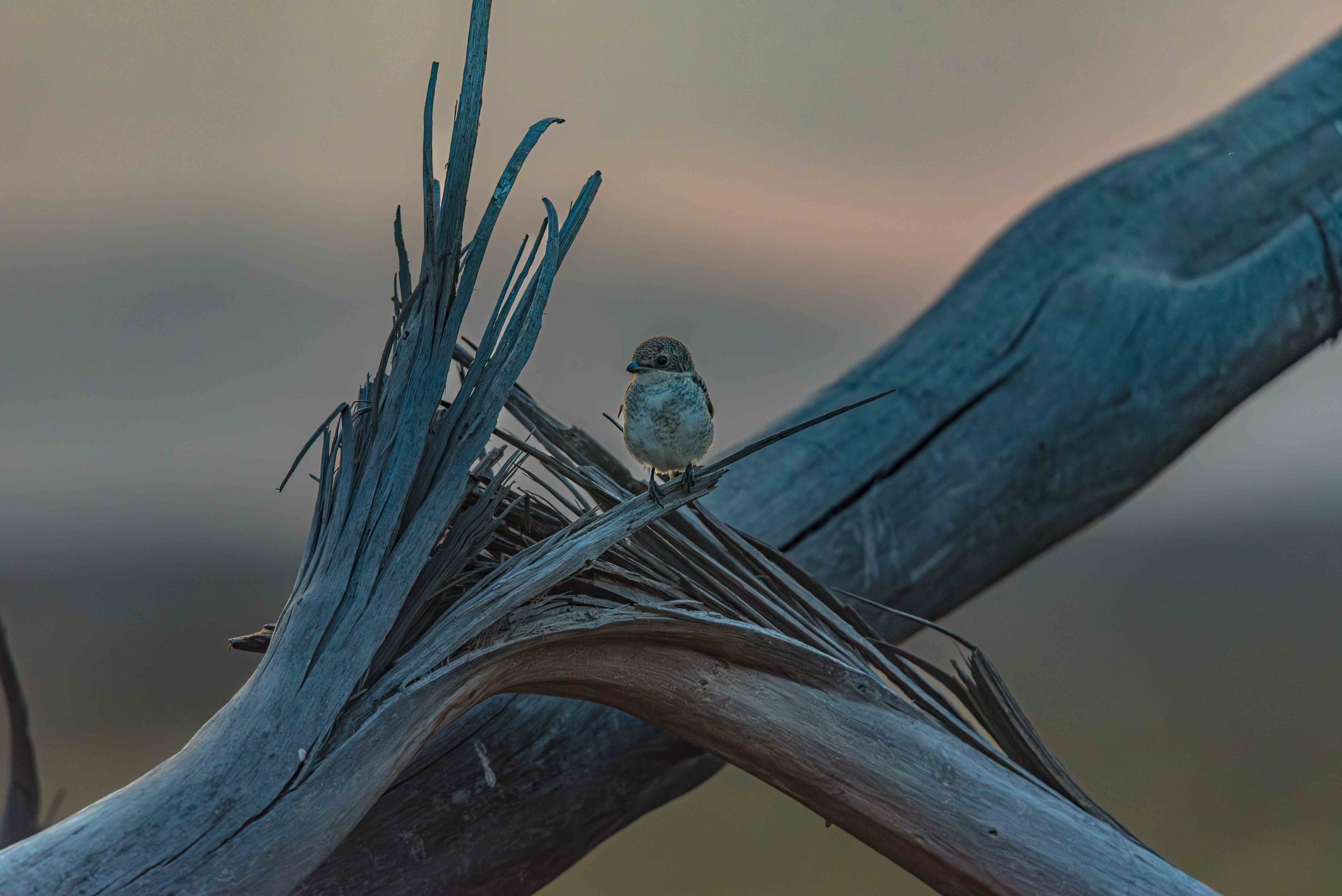 Shrike at Sunset
Lewa Conservancy, Kenya - 2017
