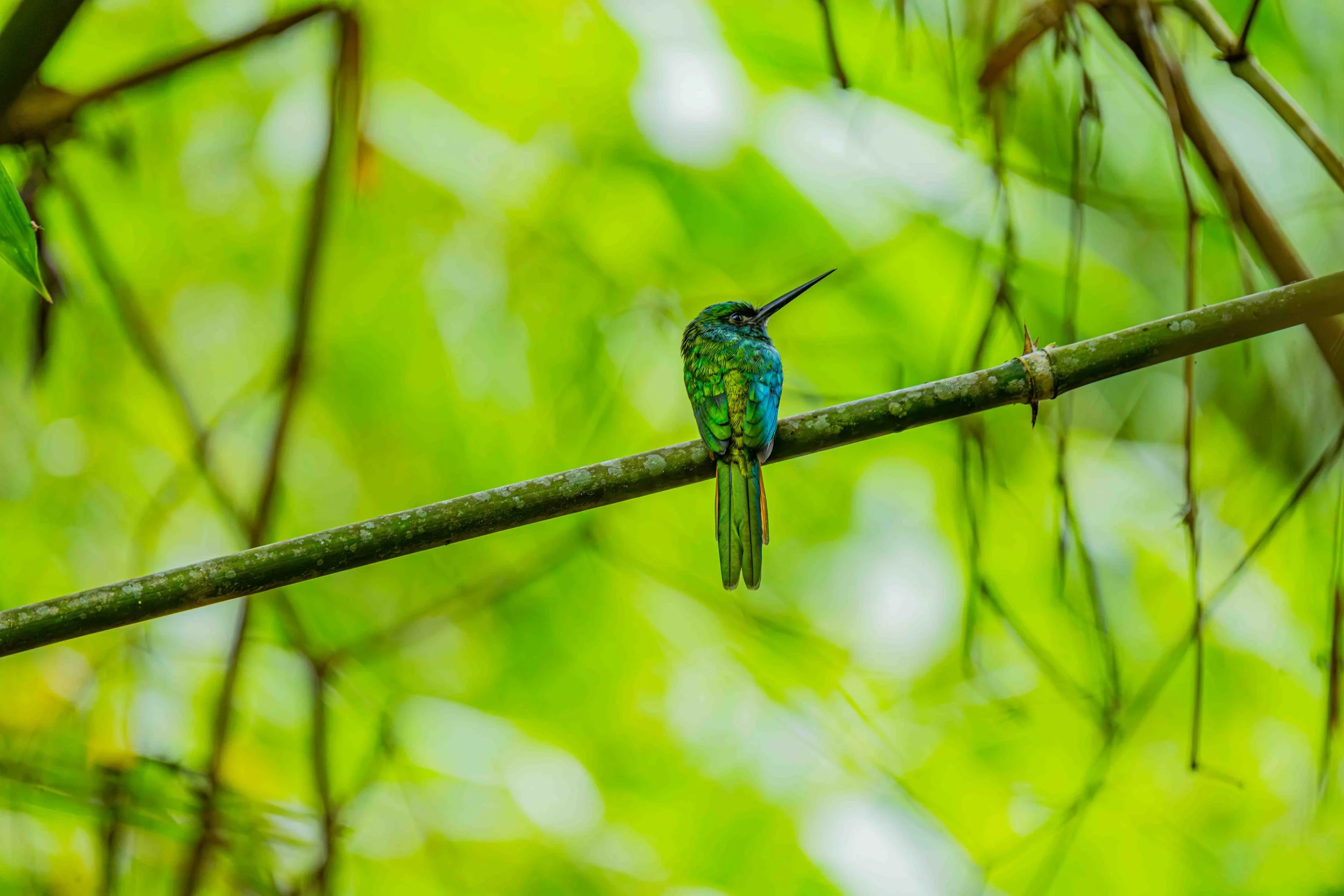 Blueish-fronted Jacamar,
Manu National Park, Peru - 2026