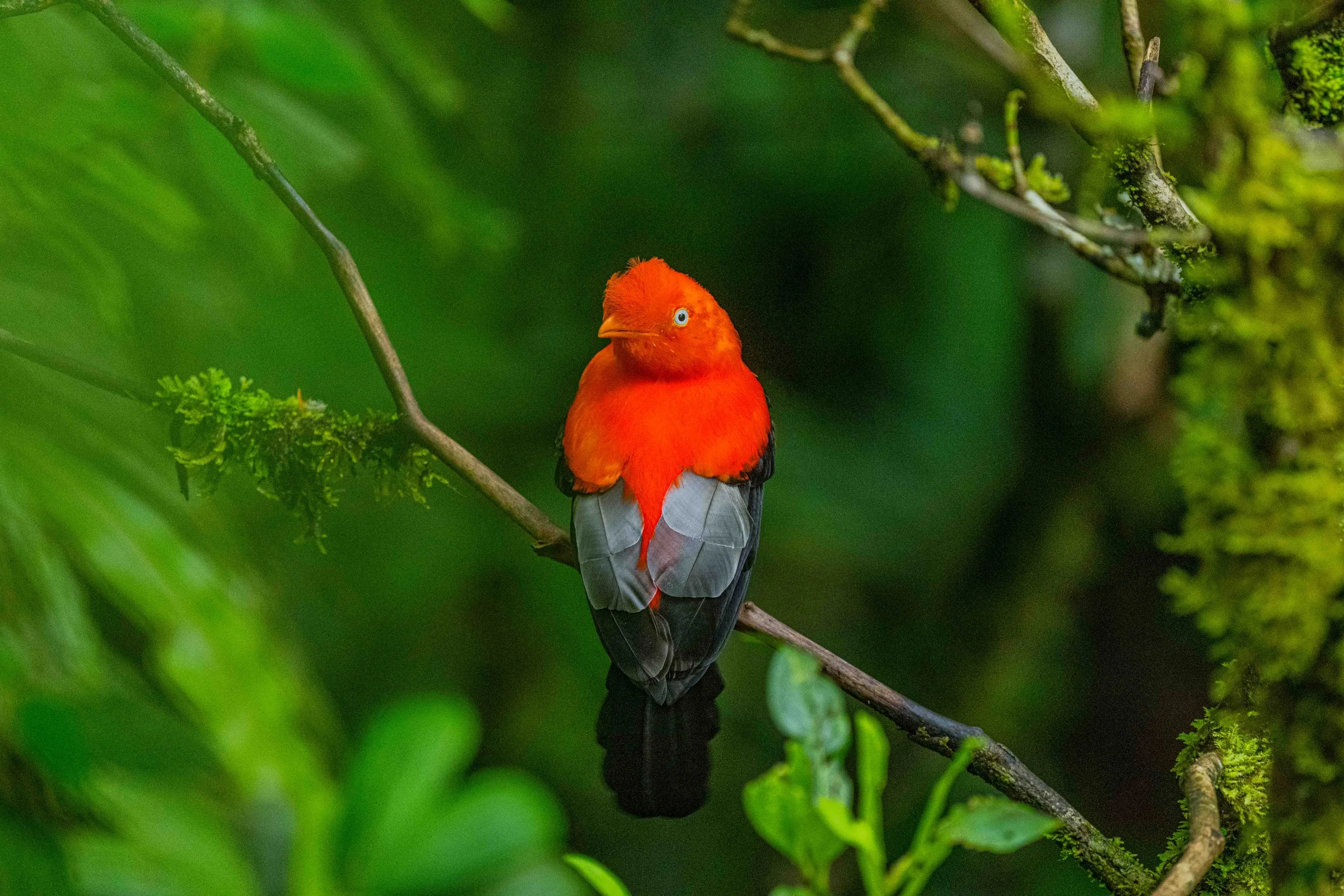 Andean Cock-of-the-Rock
Manu National Park, Peru - 2026
