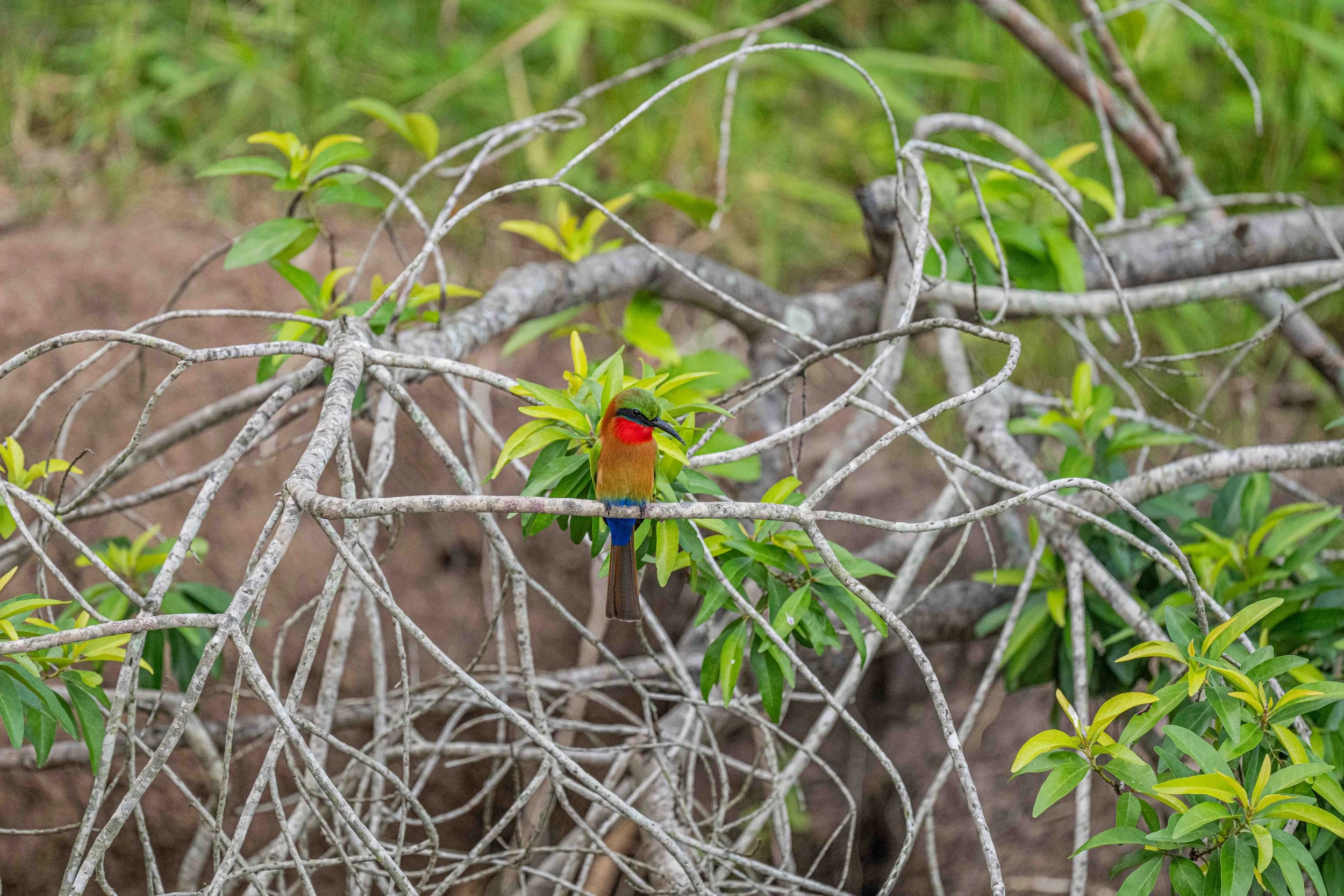 Red-throated Bee-eater - Murchison Falls National Park, Uganda