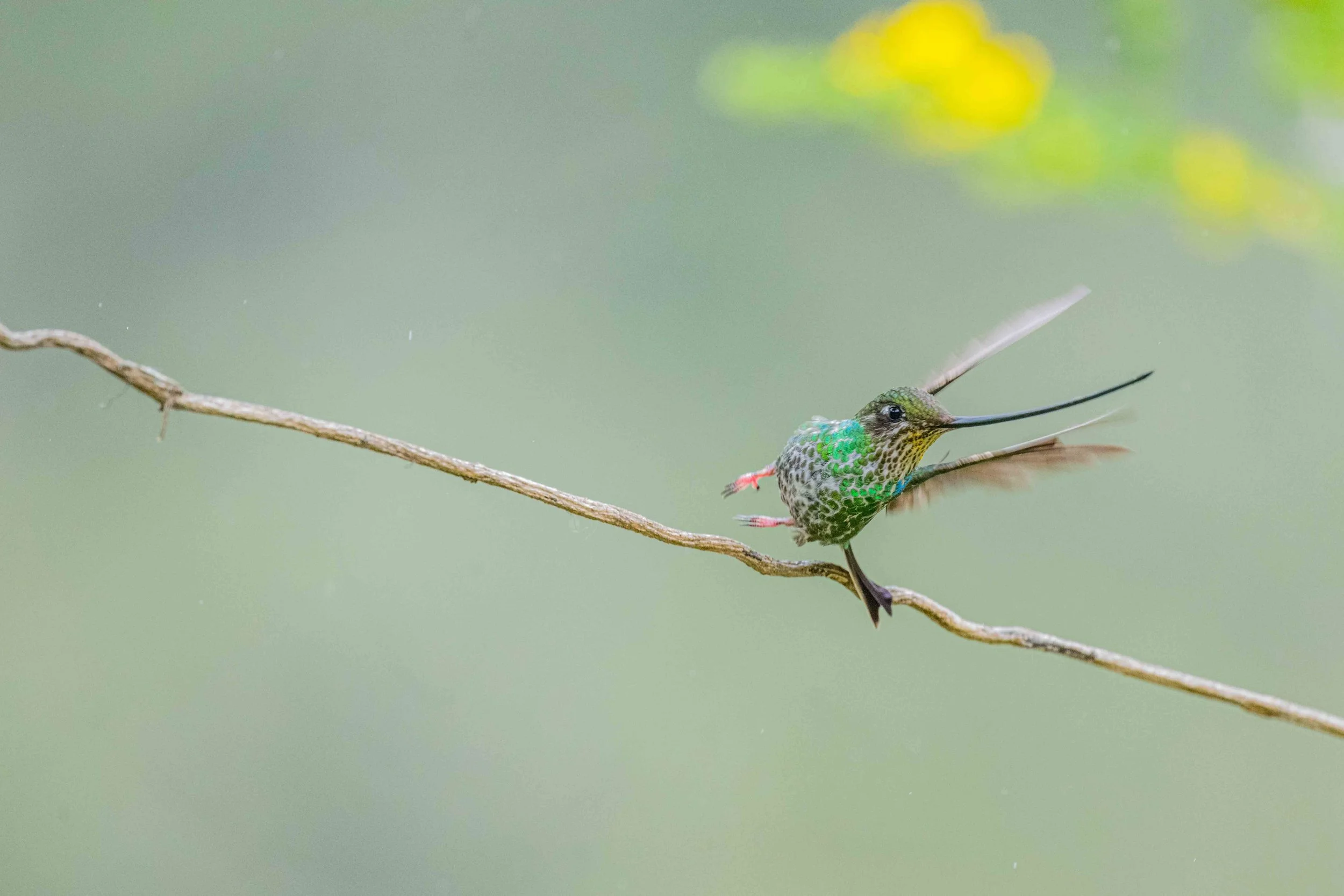 Sword-billed Hummingbird
Manu National Park, Peru - 2026