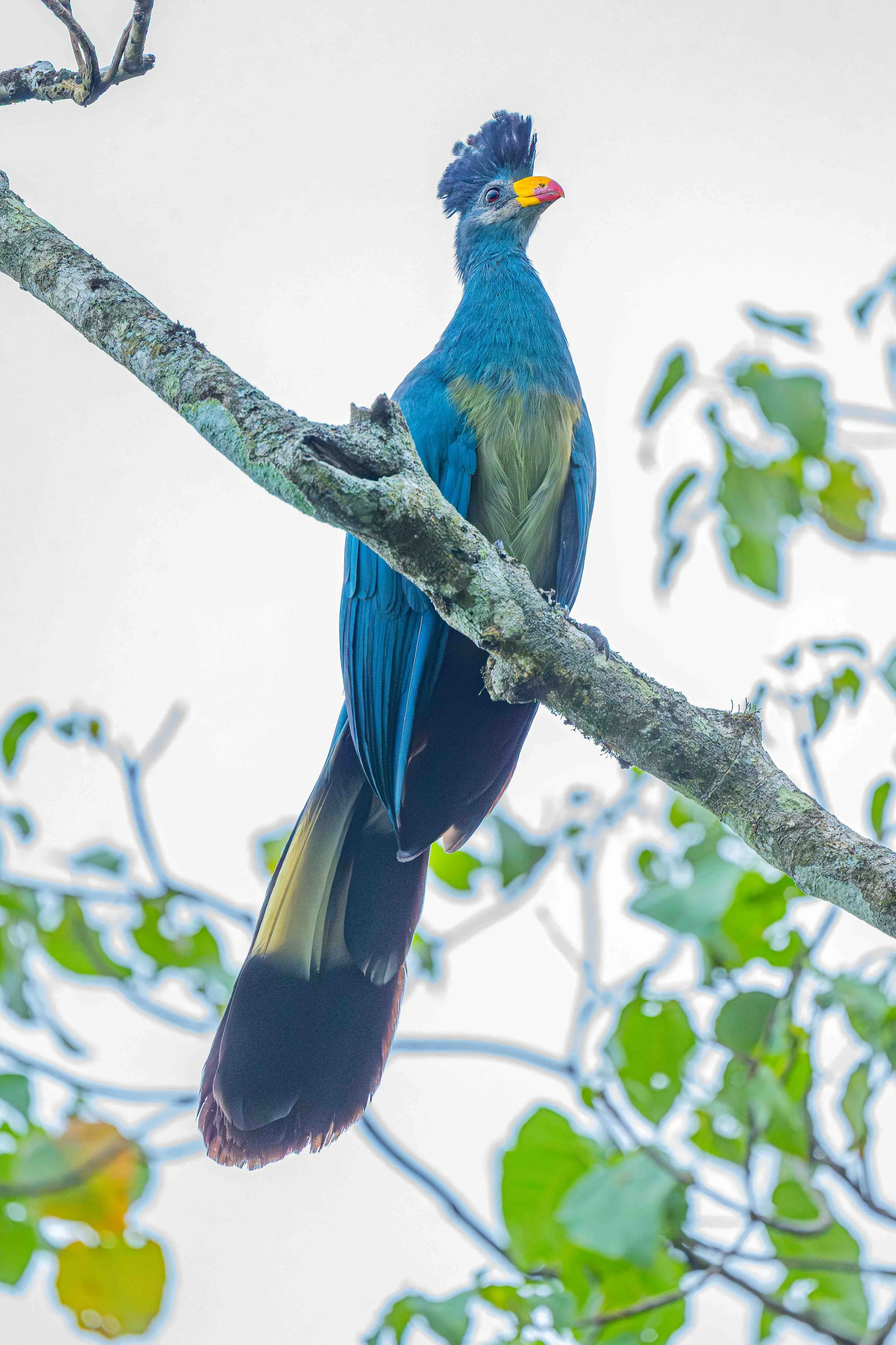 Great Blue Turaco, Bigodi Wetland Sanctuary, Uganda