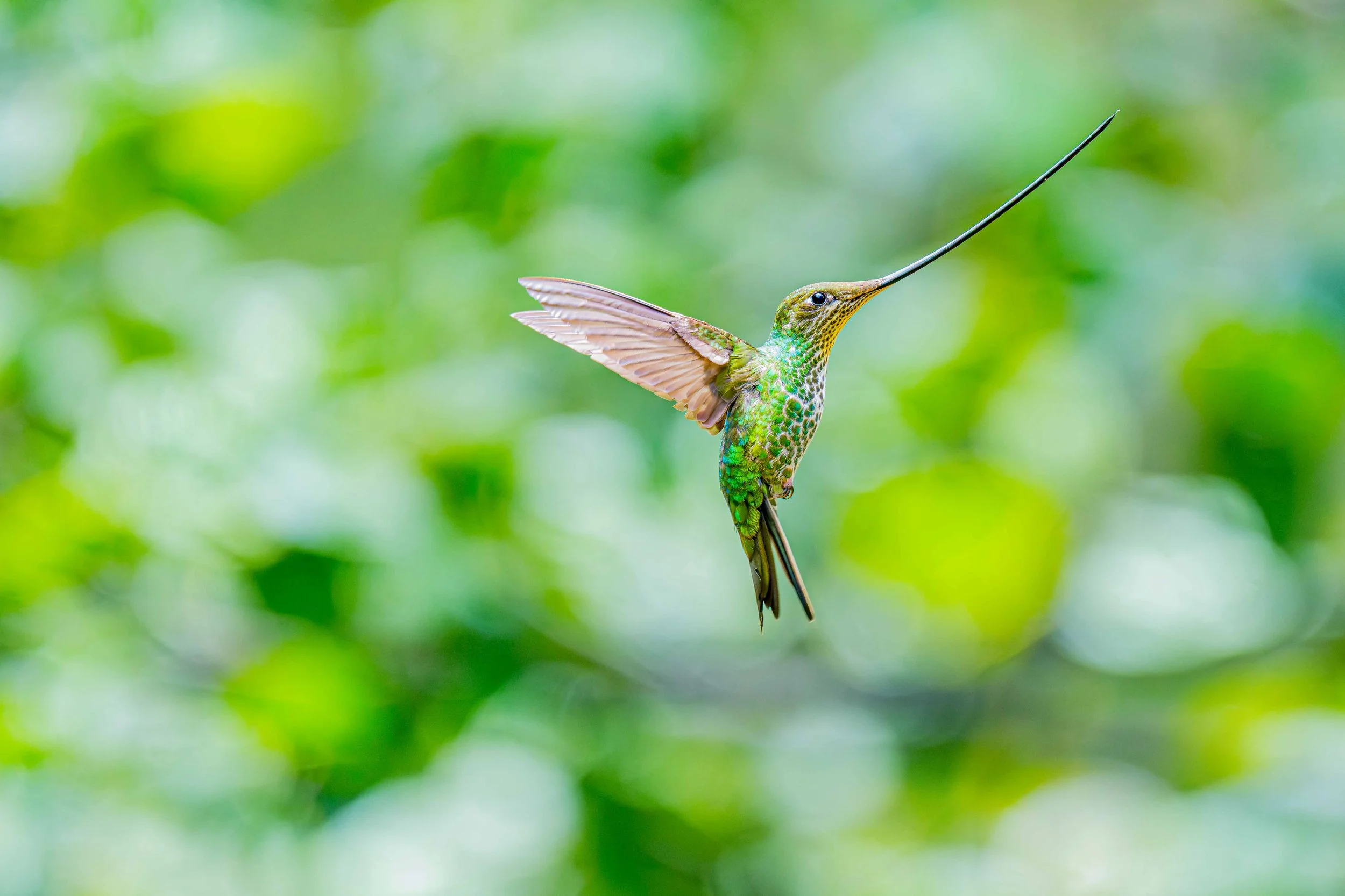 
Sword-billed Hummingbird
Manu National Park, Peru - 2026