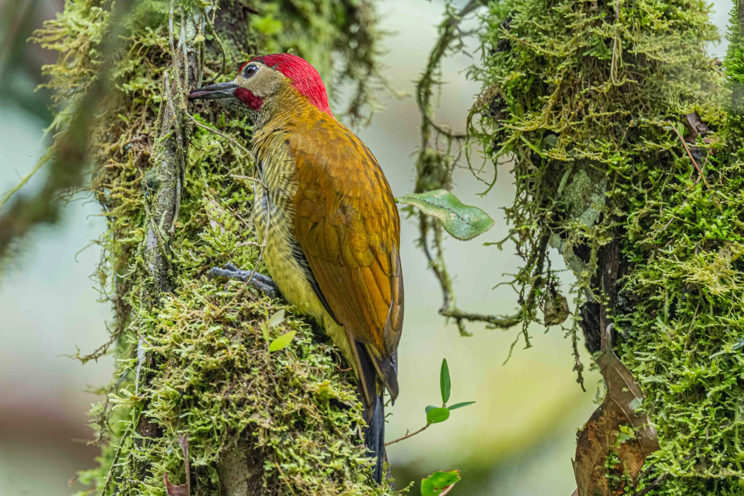 Golden-olive Woodpecker
Manu National Park, Peru - 2026