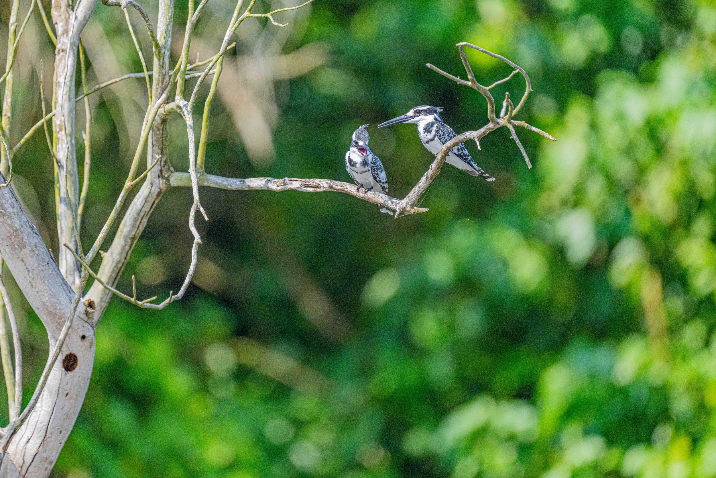  Pied Kingfisher - Murchison Falls National Park, Uganda