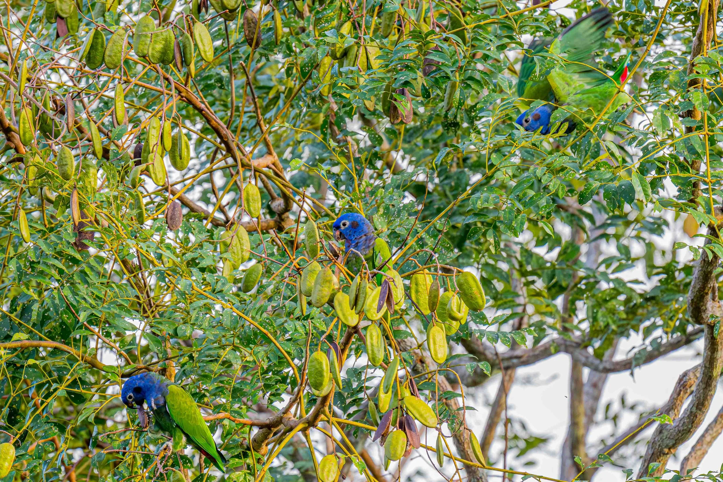 Blue-headed Parrots
Manu National Park, Peru - 2026