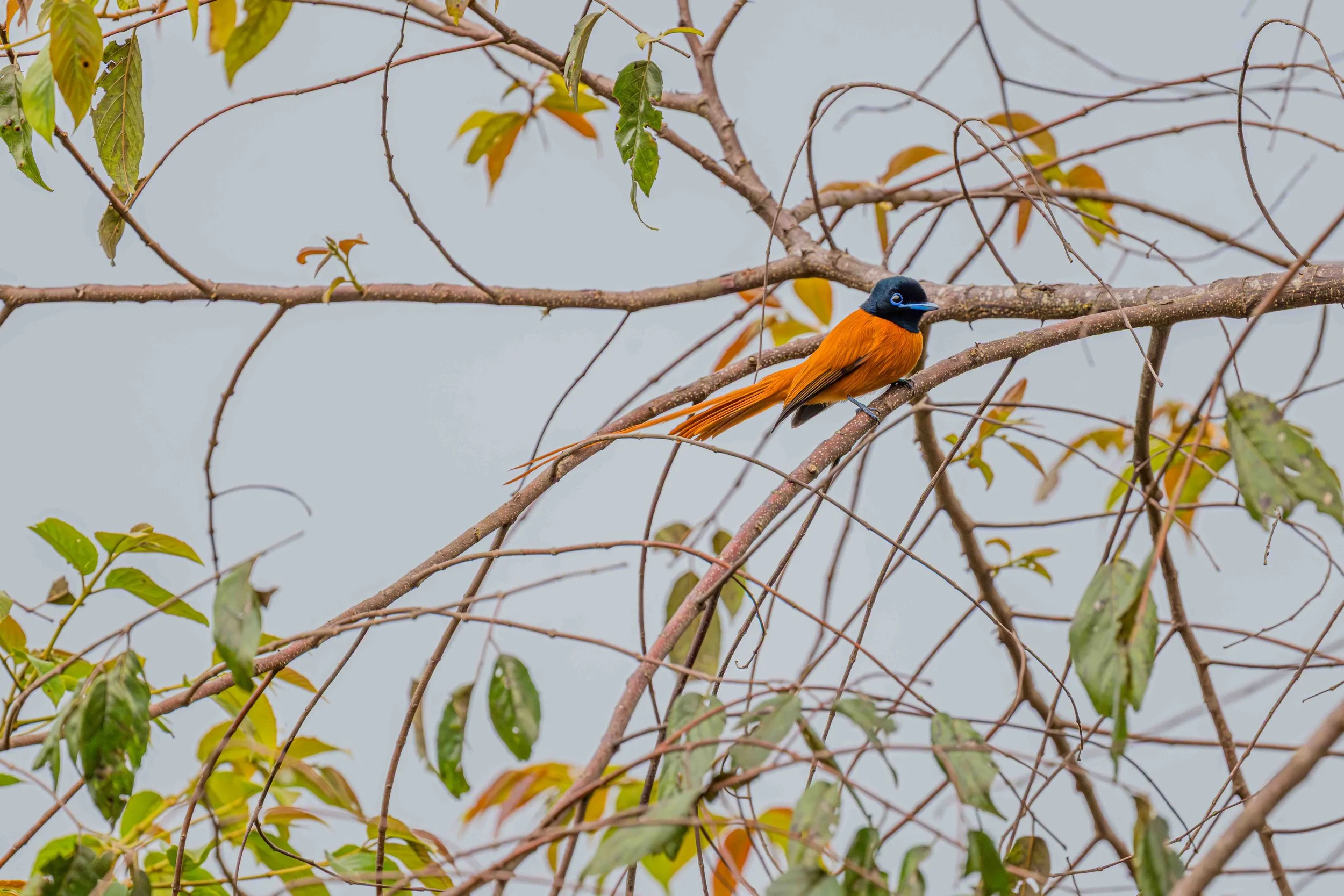 Black-headed Paradise Flycatcher - Bigodi Wetland Sanctuary, Uganda