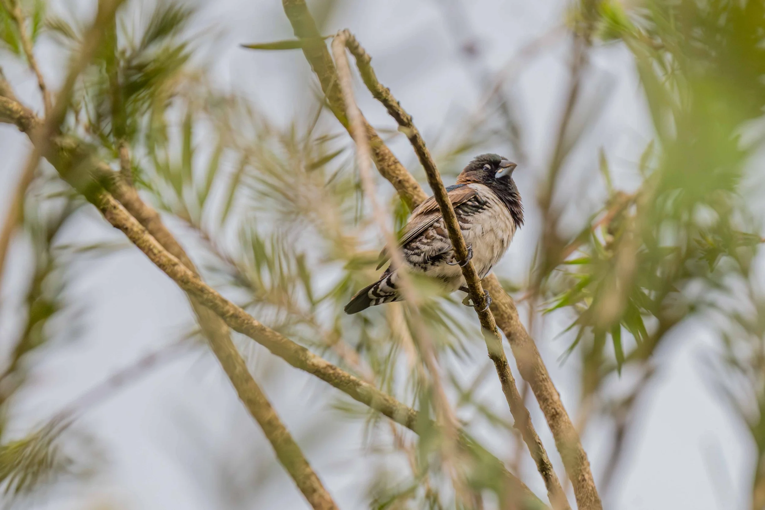 Bronze Mannikin - Bigodi Wetland Sanctuary,  
Uganda