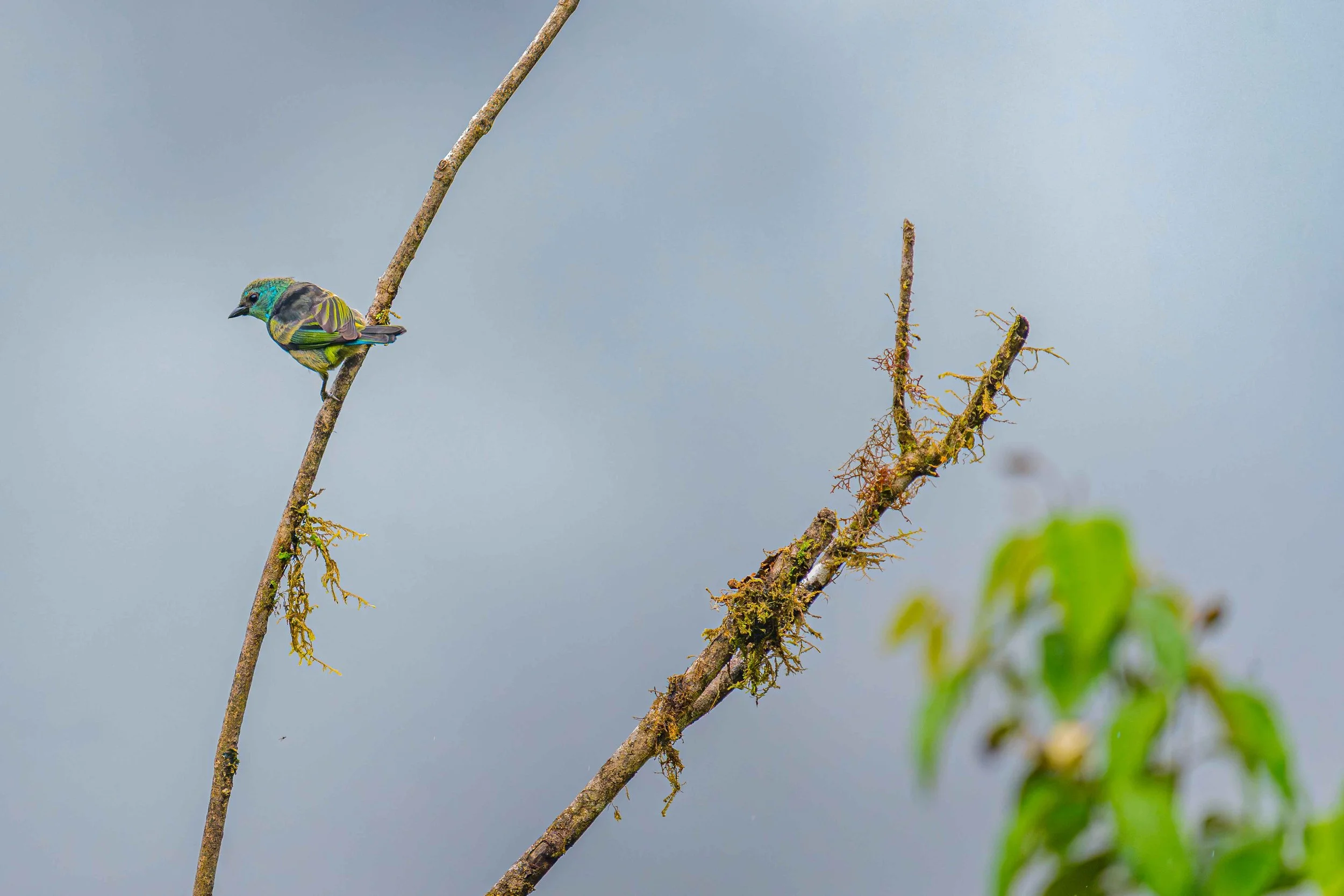 Blue-necked Tanager
Manu National Park, Peru - 2026