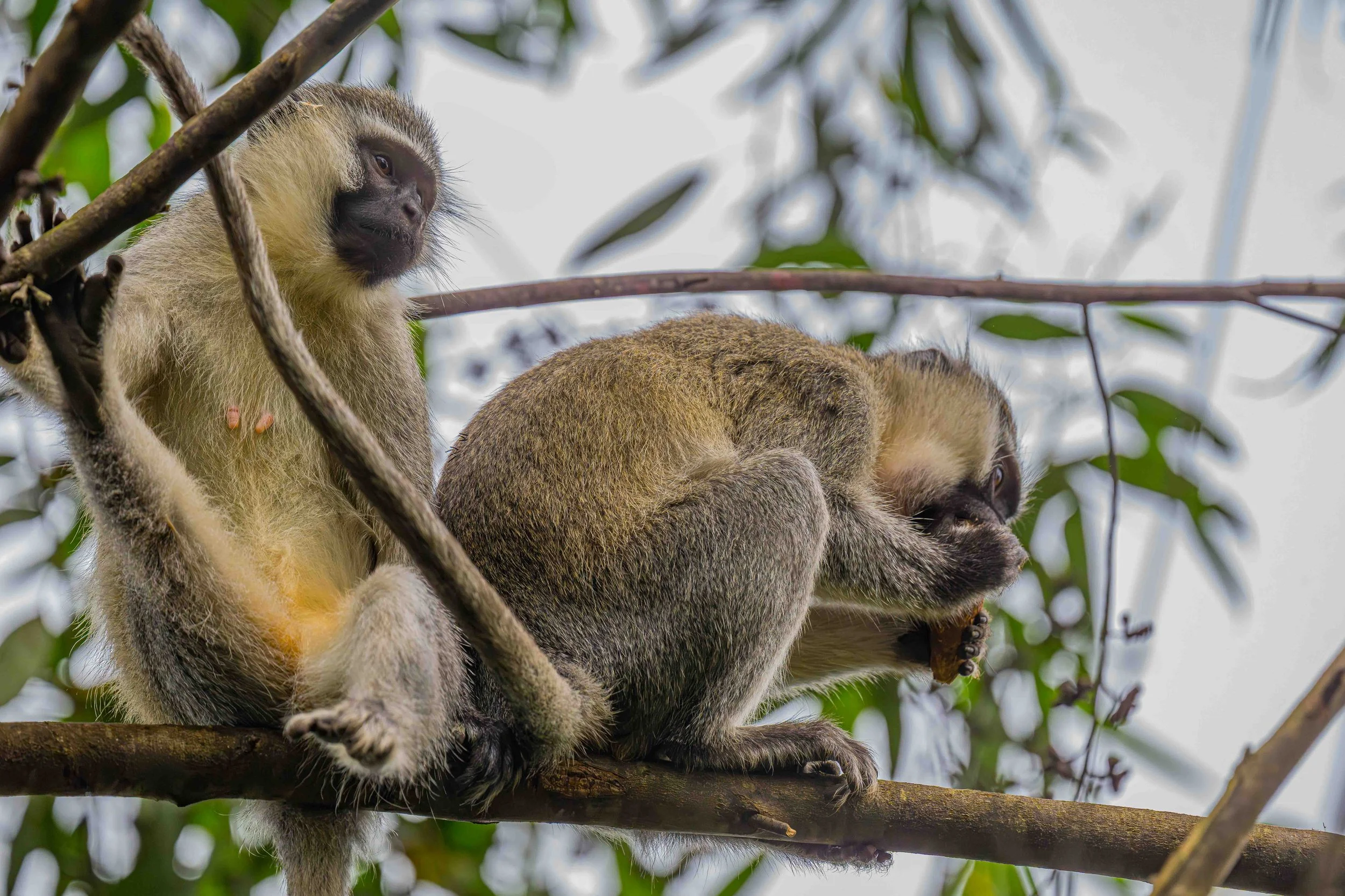 Budgett's Tantalus, Bigodi Wetland Sanctuary, Uganda