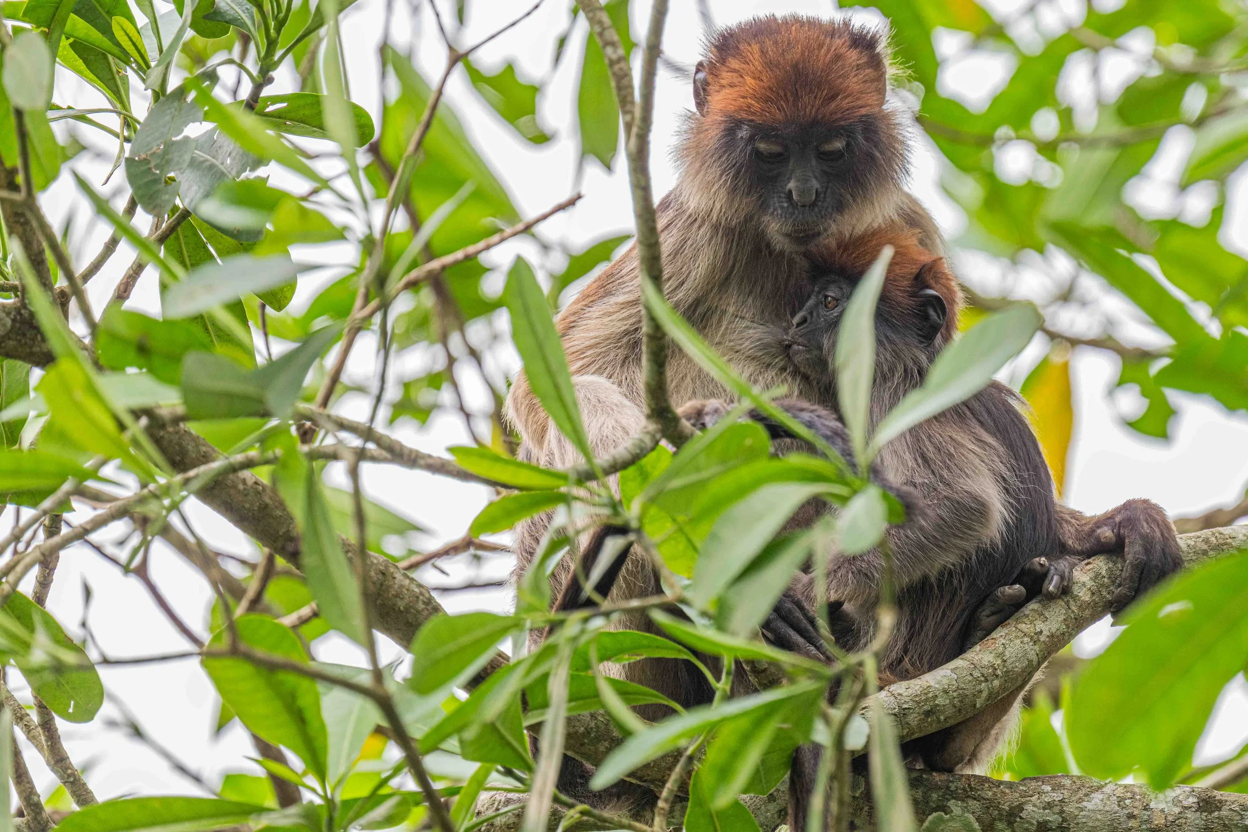 Ashy Red Colombus, Bigodi Wetland Sanctuary, Uganda