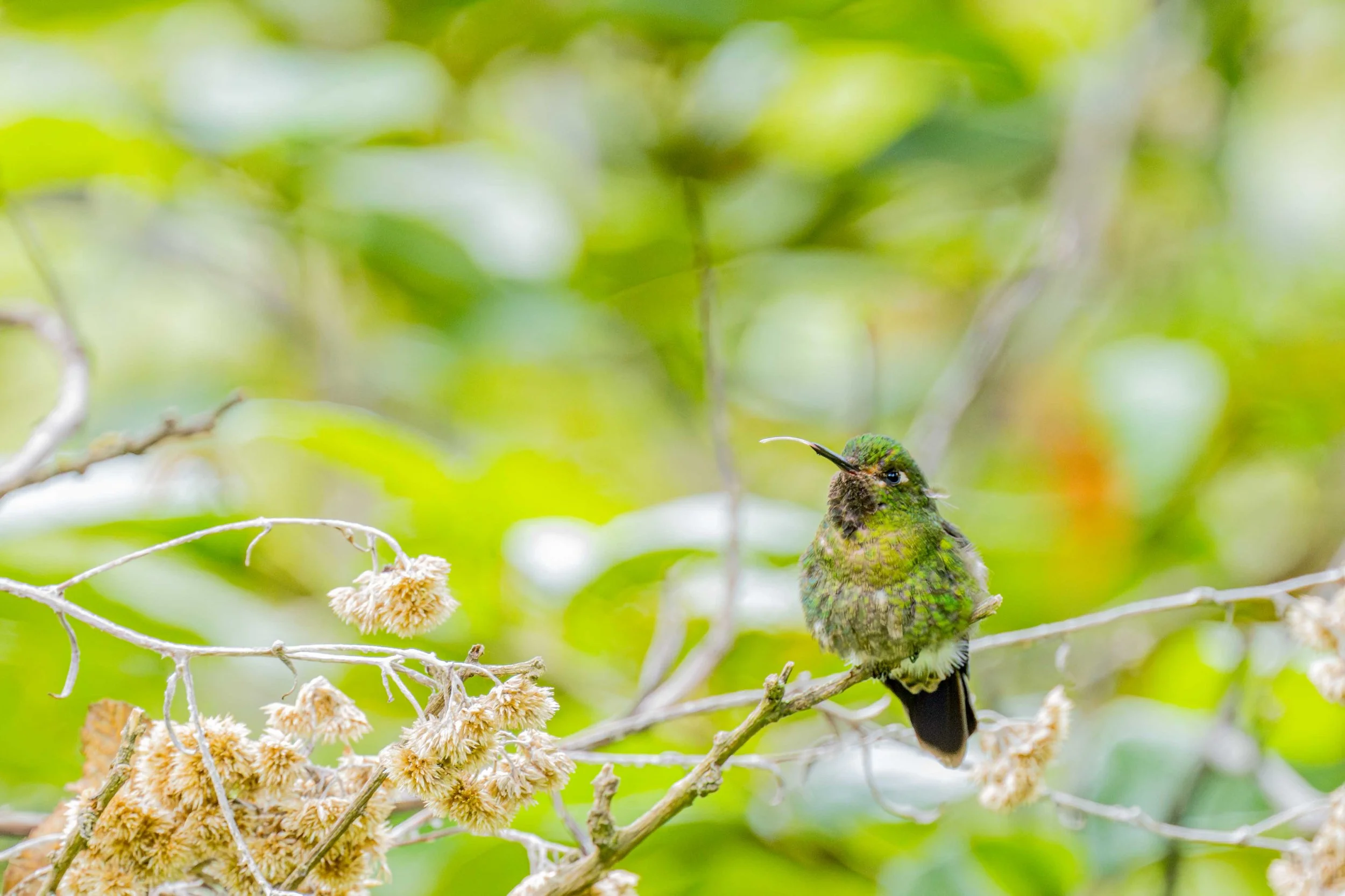 Sparkling Violetear
Manu National Park, Peru - 2026