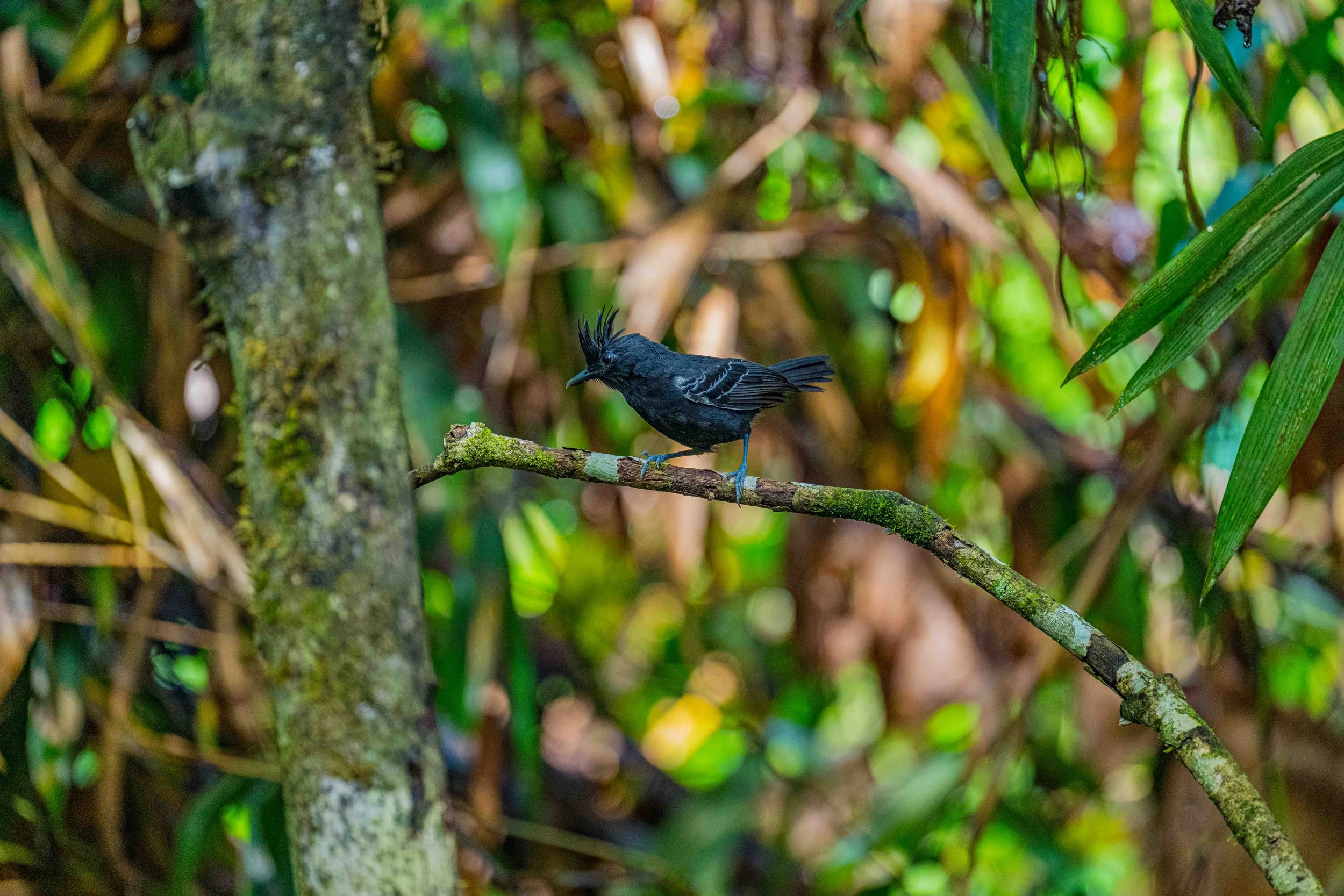 Variable Antshrike
Manu National Park, Peru - 2026