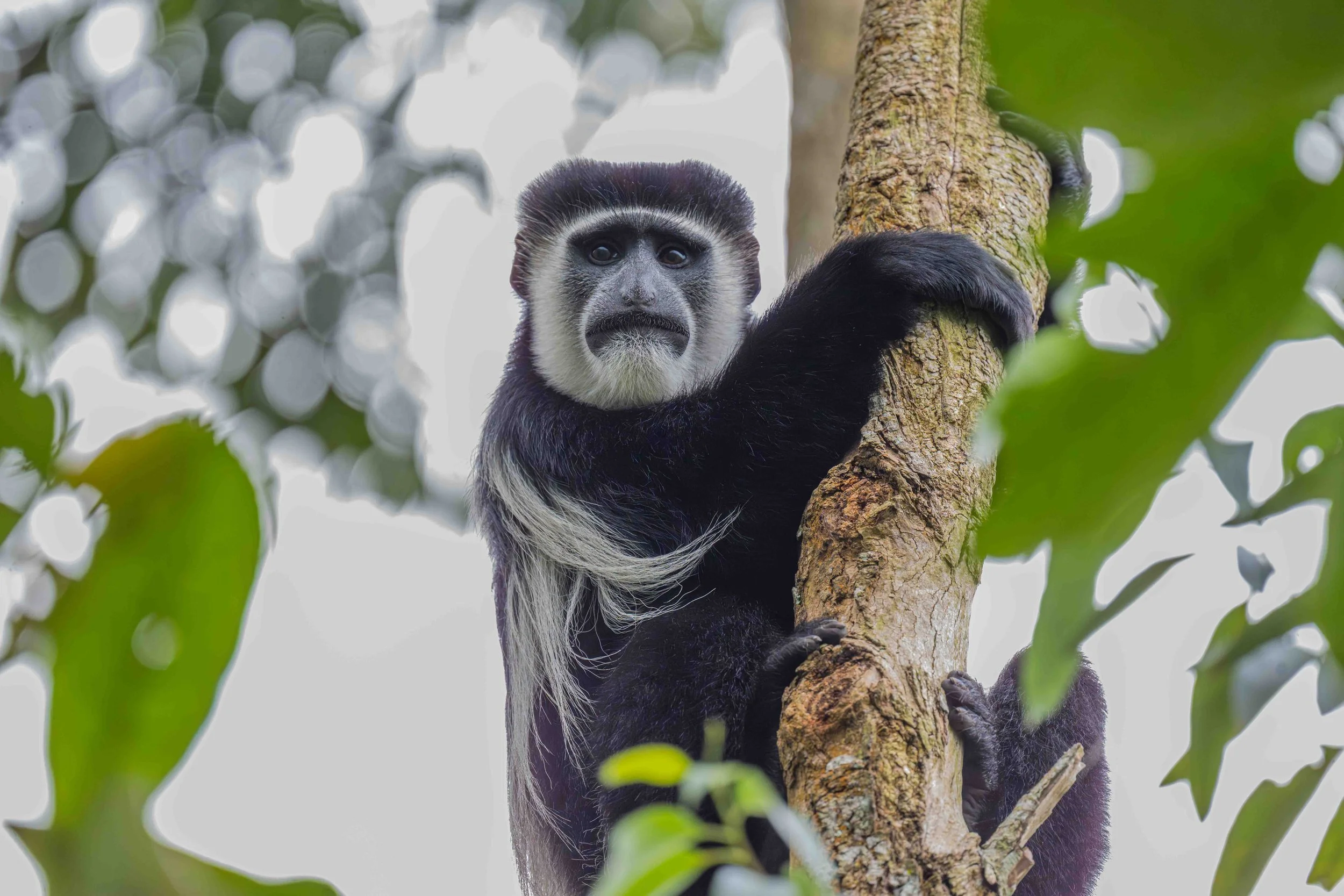 Western Guereza, Bigodi Wetland Sanctuary, Uganda