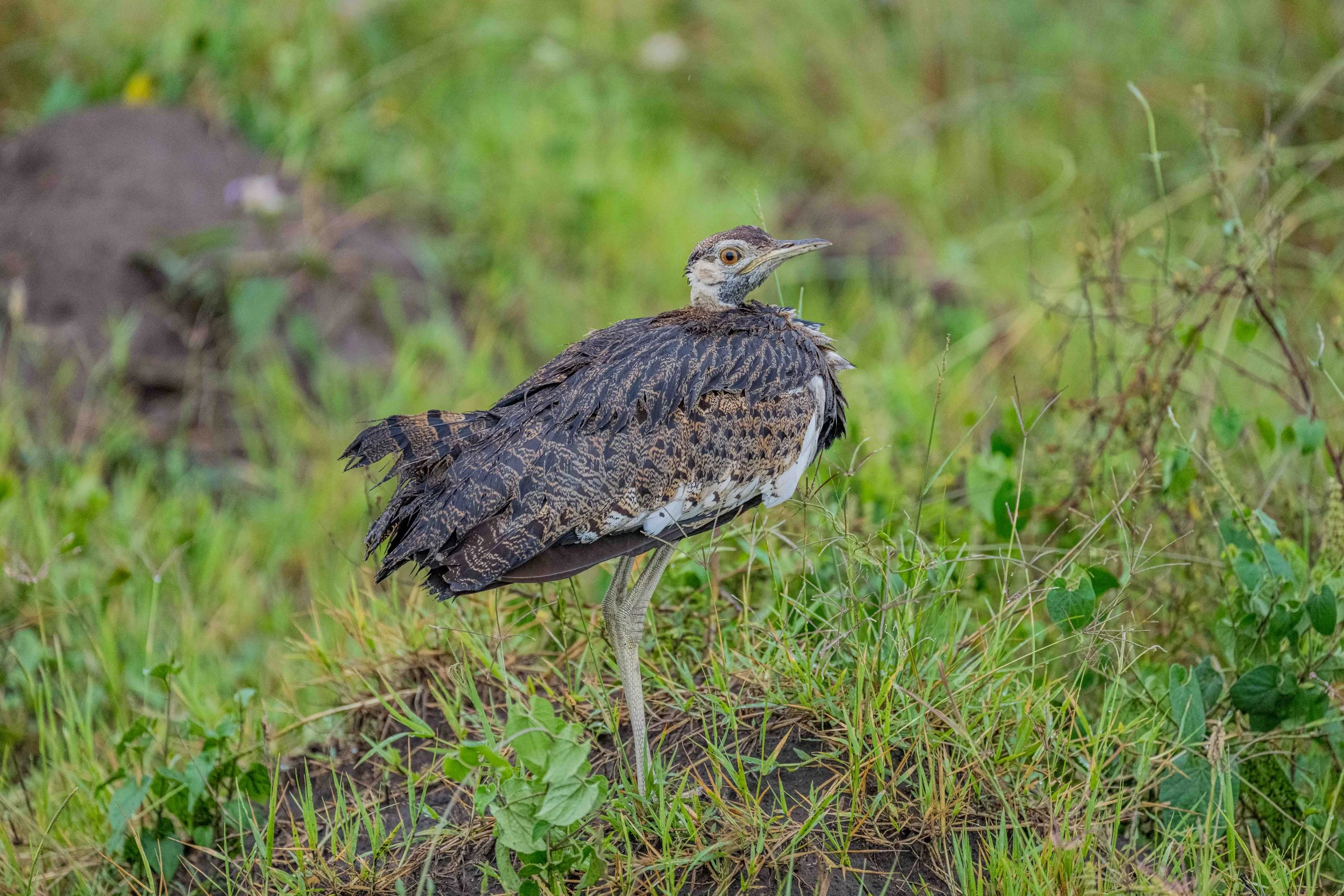 Black-bellied Bustard, Queen Elizabeth National Park, Uganda