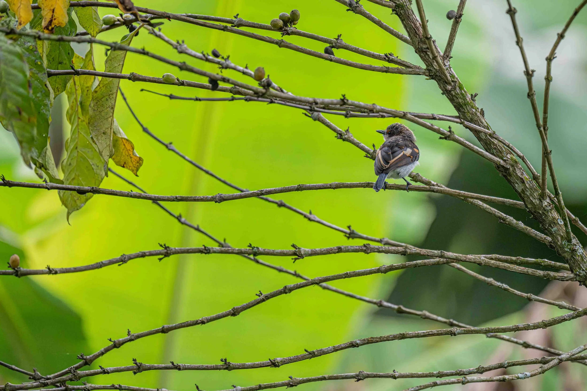 Brown-throated Wattle-eye - Bigodi Wetland Sanctuary, Uganda