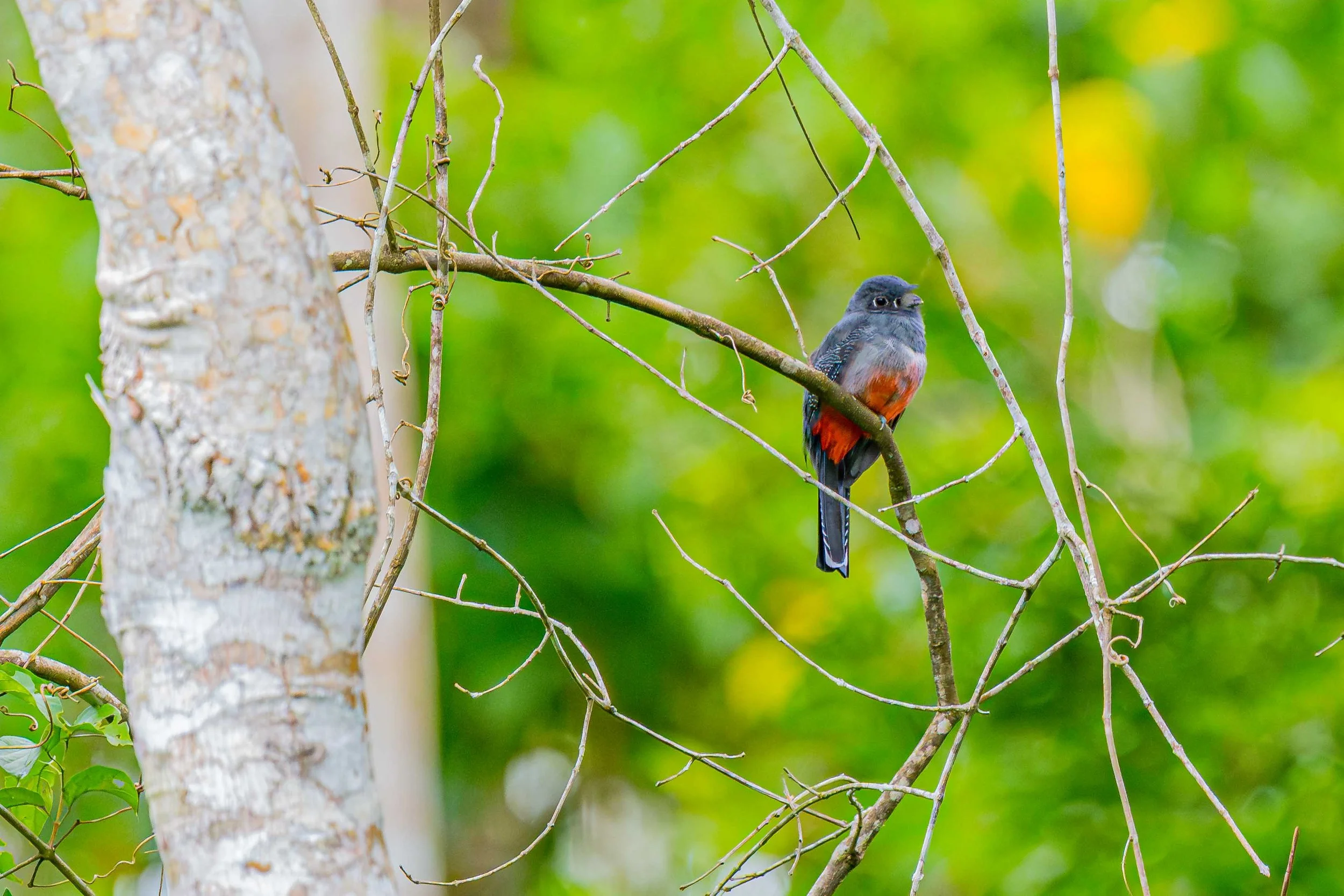 Blue-crowned Trogon
Manu National Park, Peru - 2026
