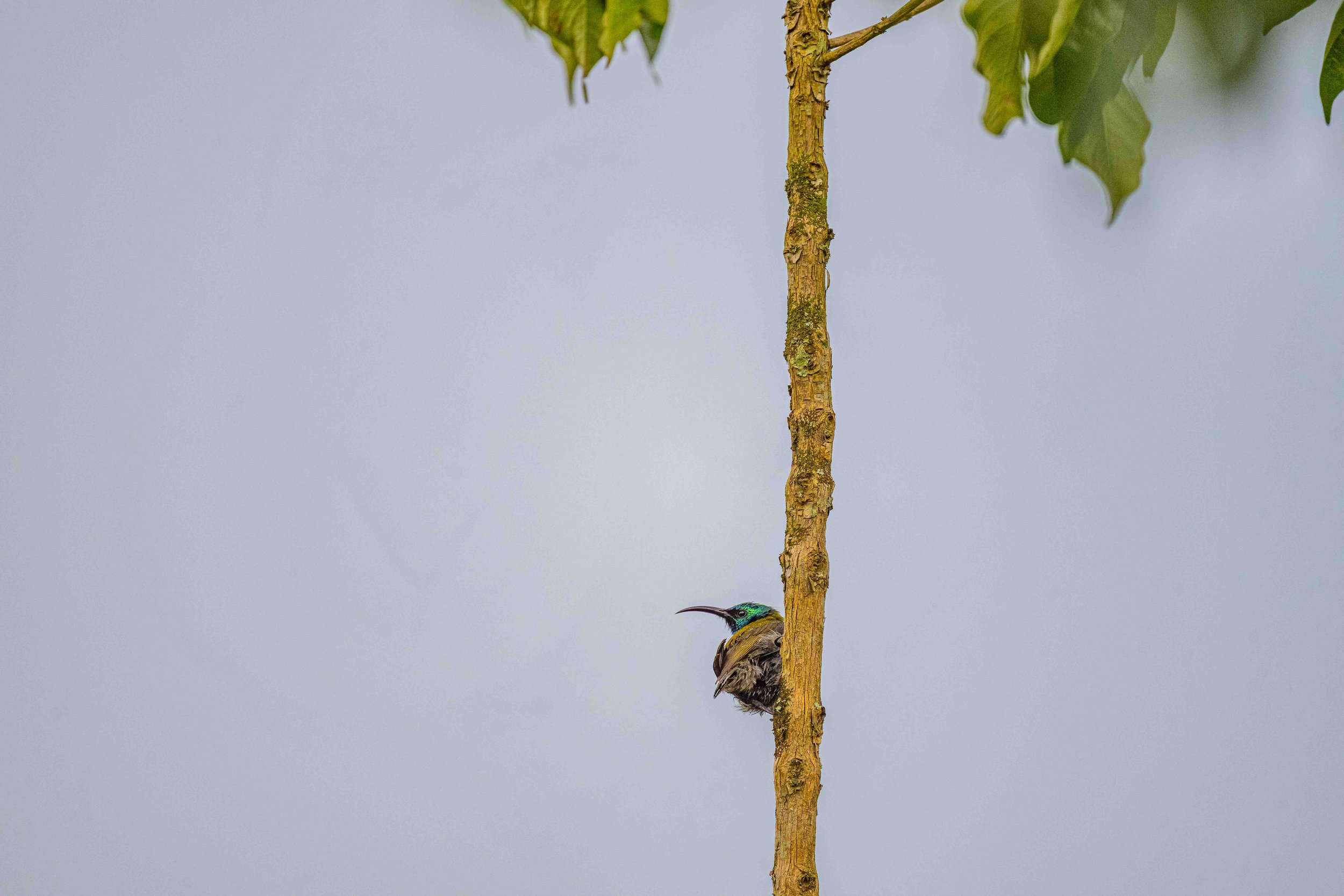 Green-headed Sunbird, Bigodi Wetland Sanctuary, Uganda