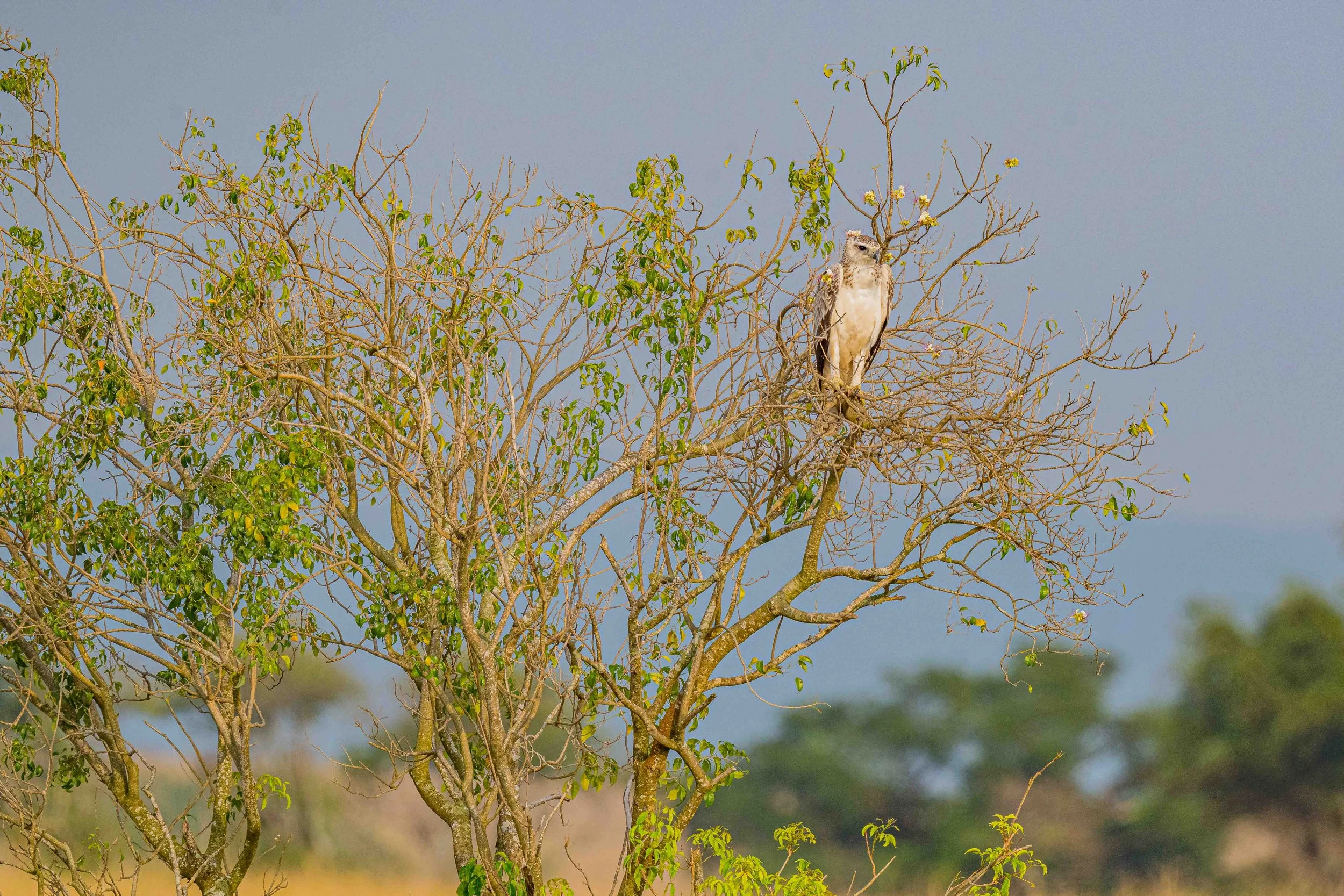 Martial Eagle - Murchison Falls National Park, Uganda