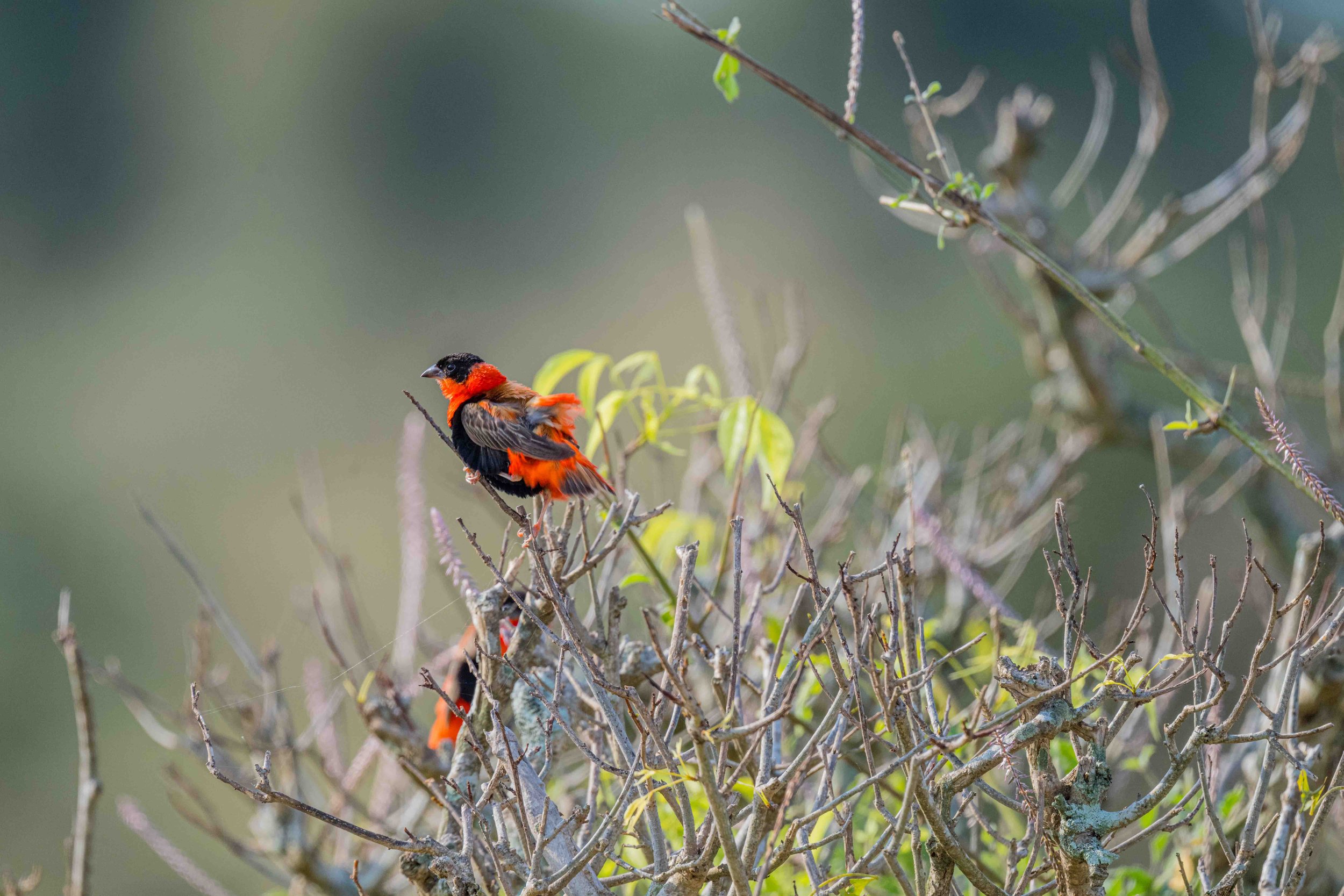  Red Bishop - Murchison Falls National Park, Uganda