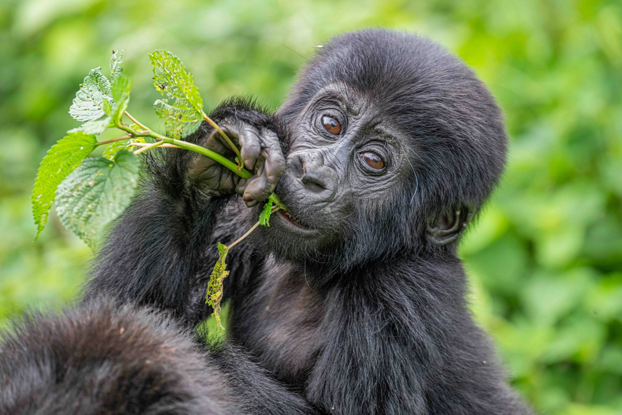 Mountain Gorilla, Bwindi National Park, Uganda