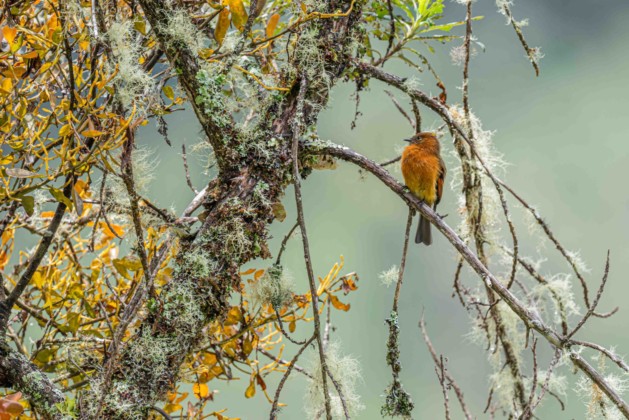 Cinnamon Flycatcher
Manu National Park, Peru - 2026